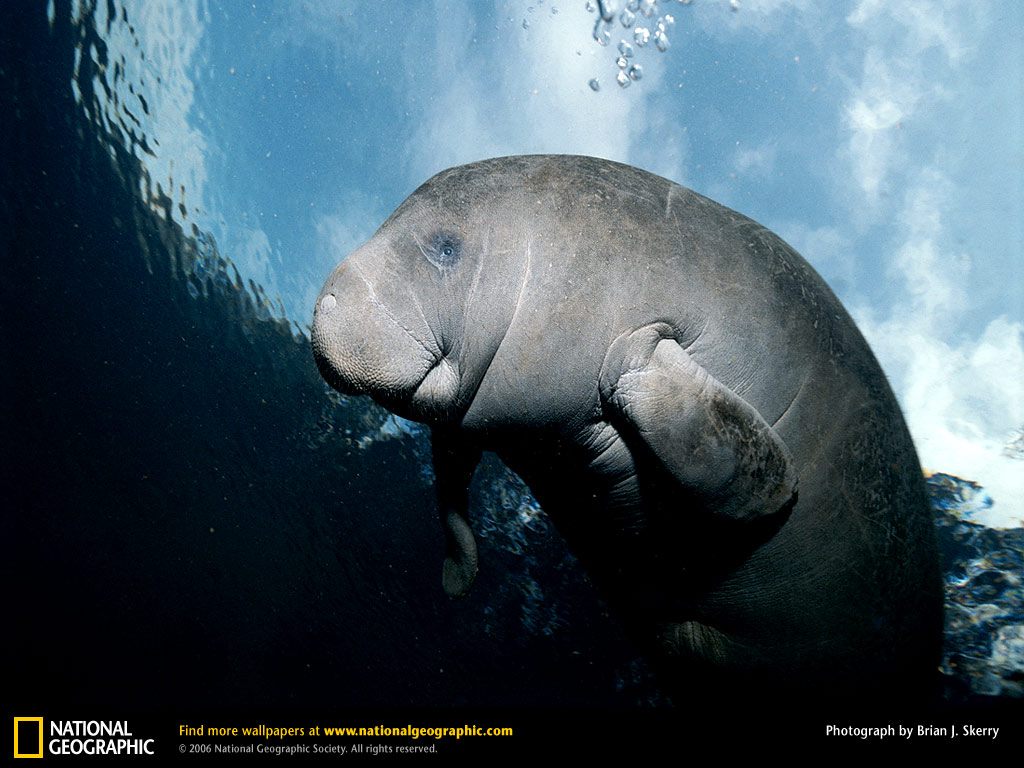 Free Manatee Wallpaper Wallpapers And Background - Deep Calming Breaths Meme - HD Wallpaper 