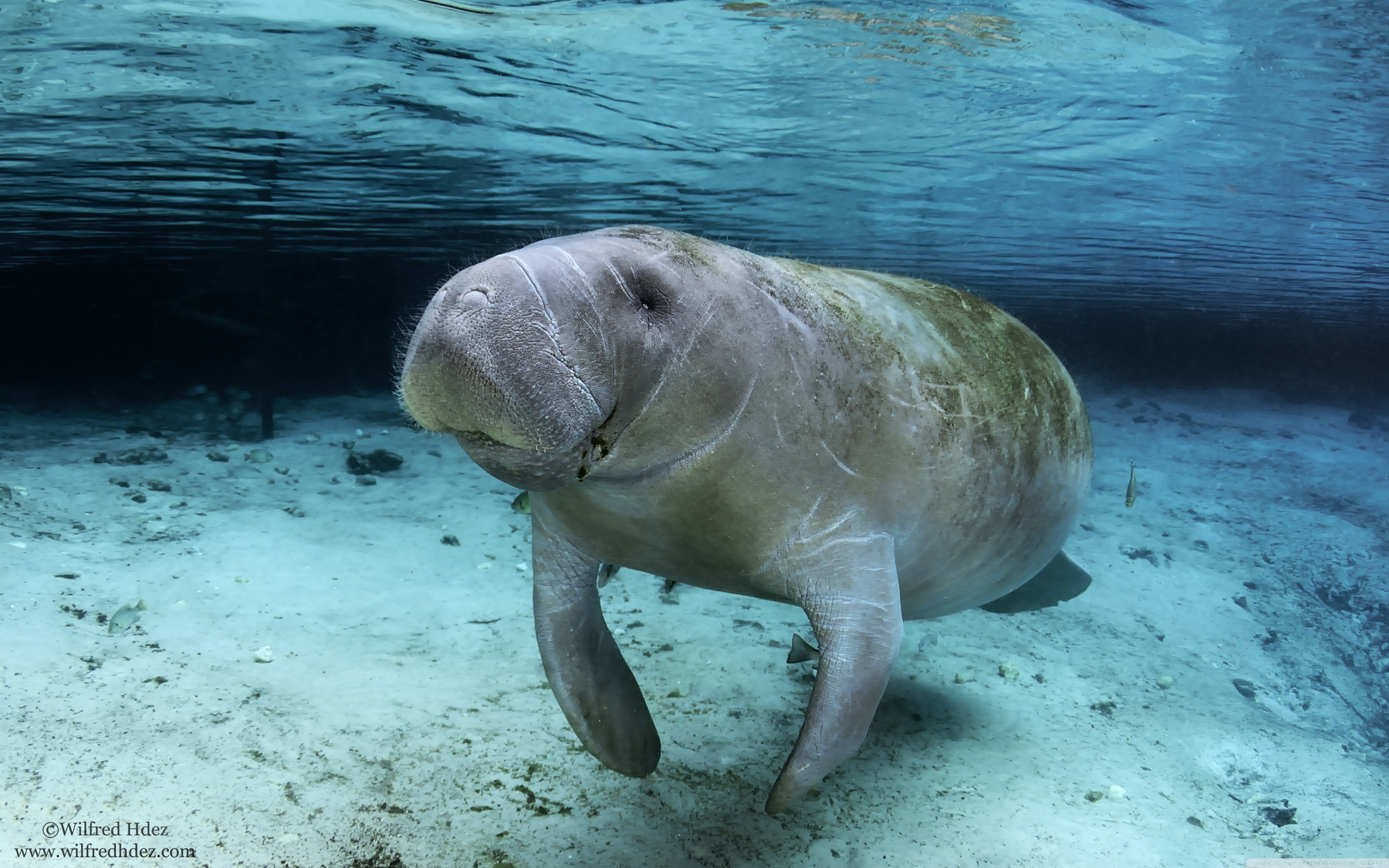 Manatee 4k - HD Wallpaper 