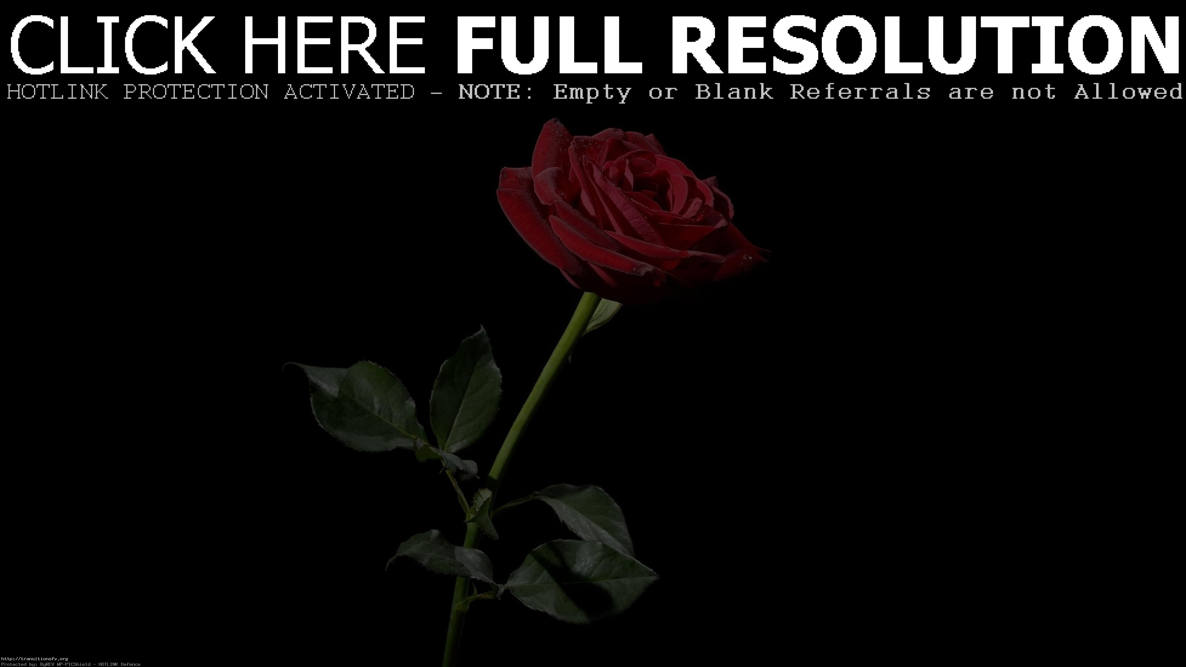 3840x2160, Black And Red Rose Wallpaper 63 Images 
 - Warren Street Tube Station - HD Wallpaper 