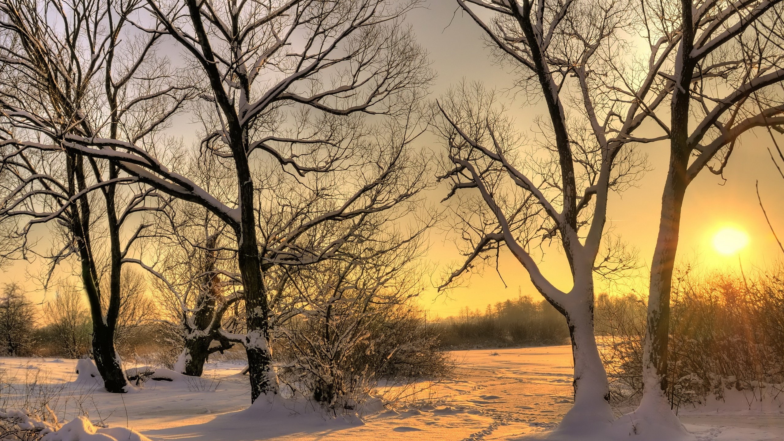 Free High Resolution Wallpaper Eye - Snow And Trees And Sun - HD Wallpaper 