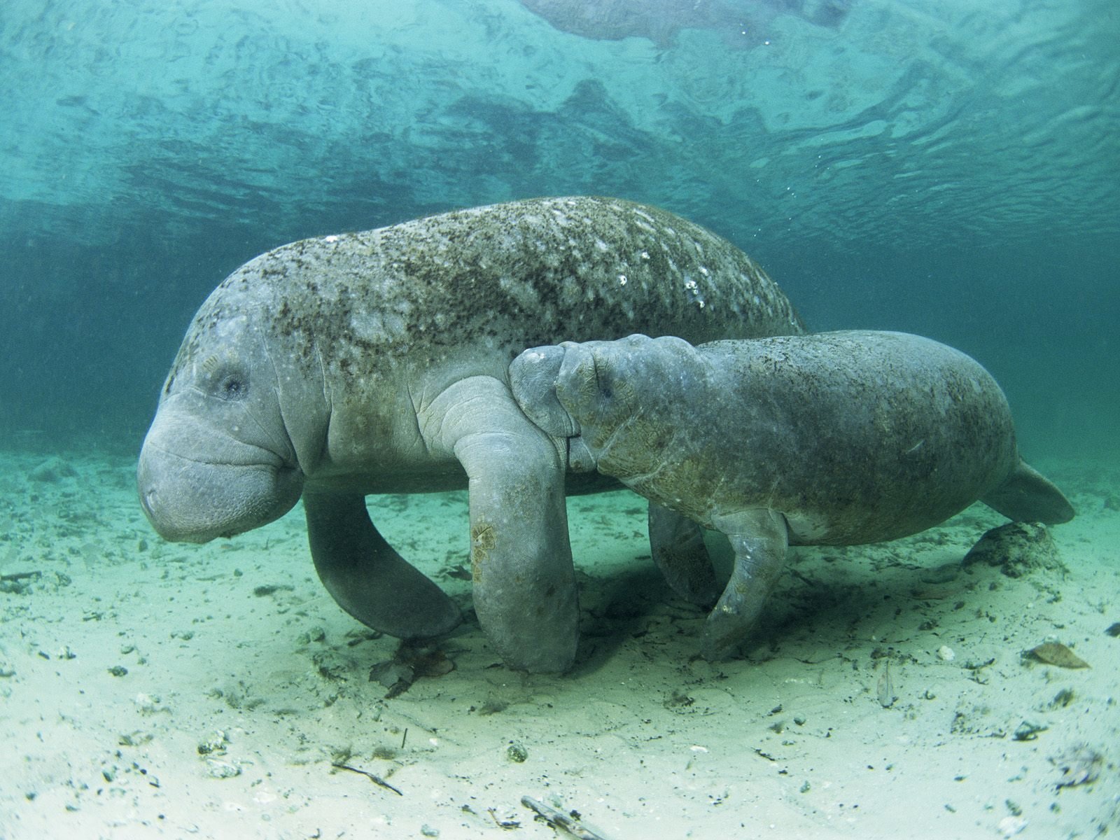 Best Manatee Wallpaper Id - Mom And Baby Manatee - HD Wallpaper 