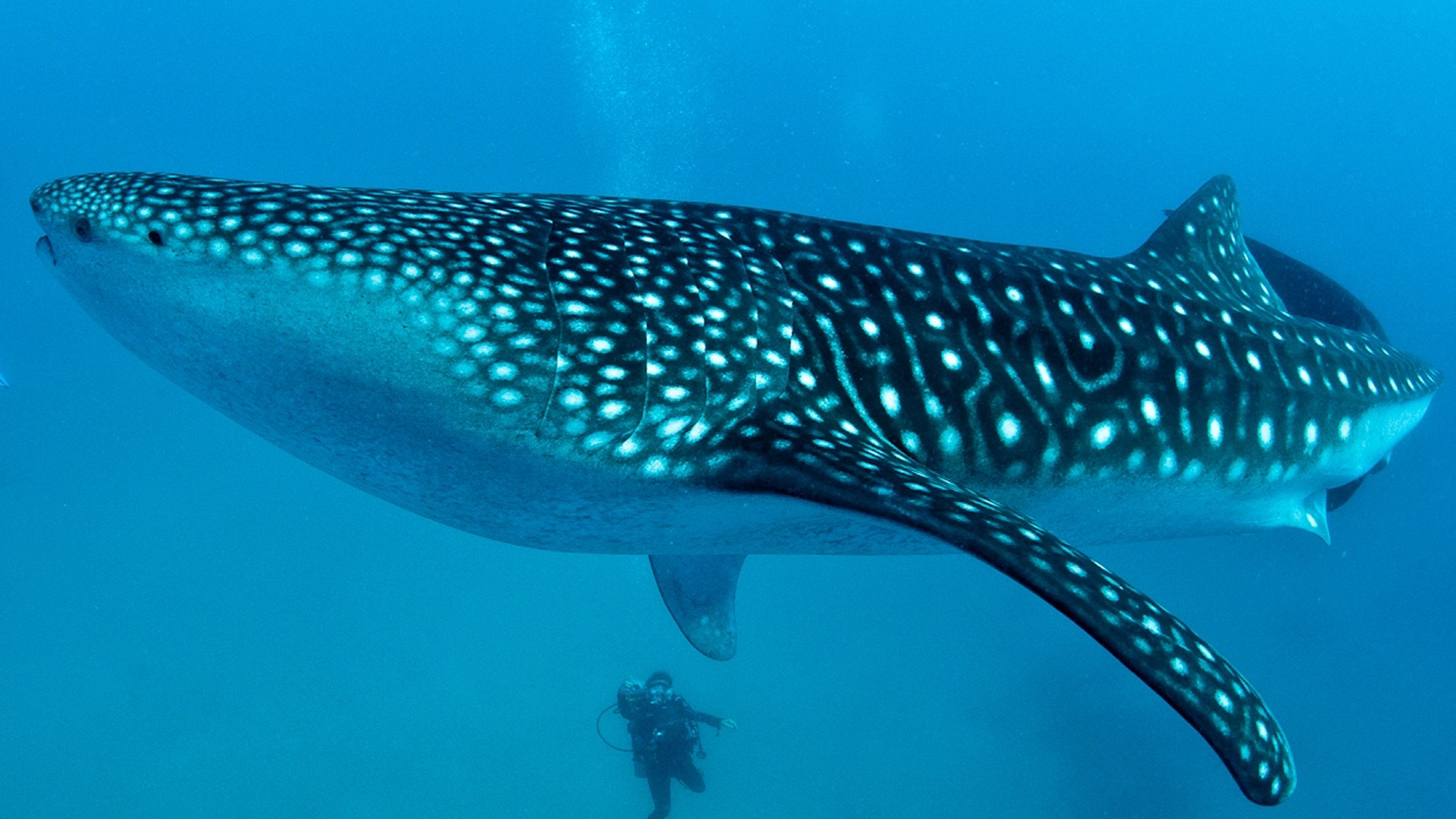 Whale Shark Desktop Background - HD Wallpaper 