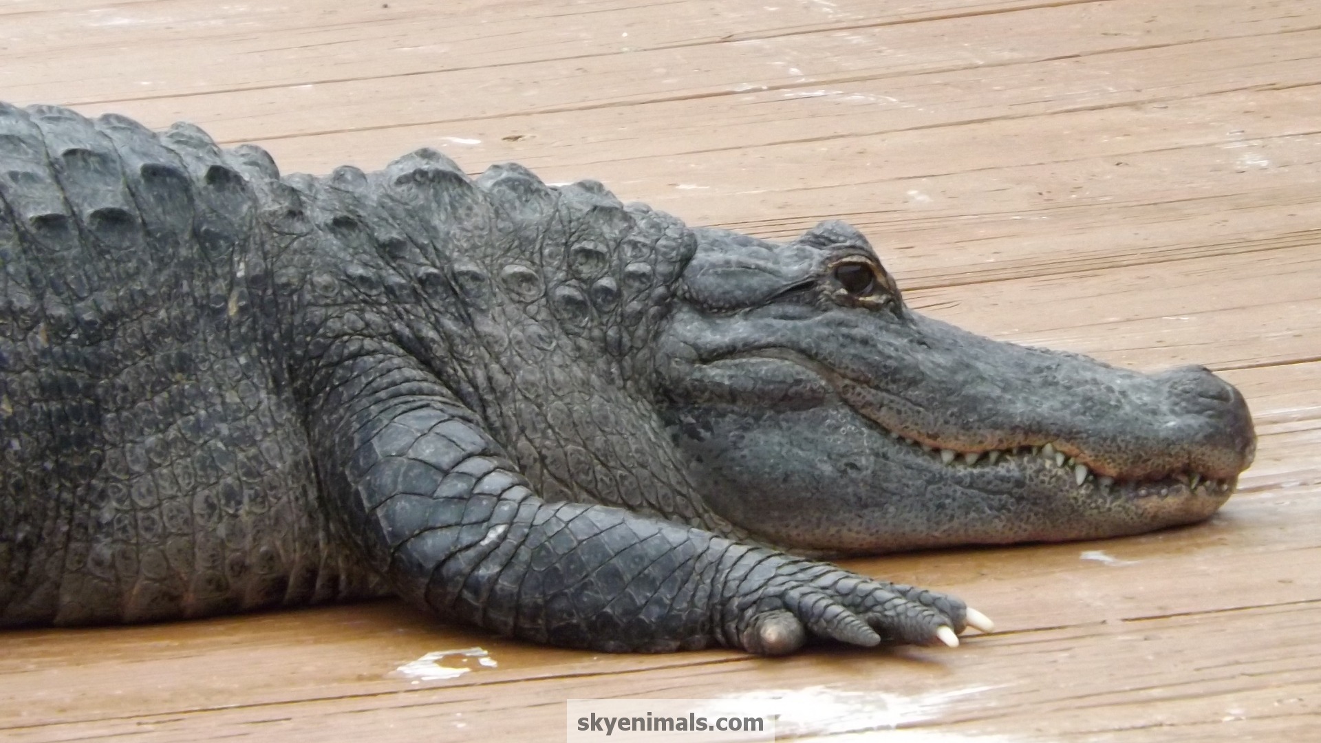 American Crocodile - HD Wallpaper 