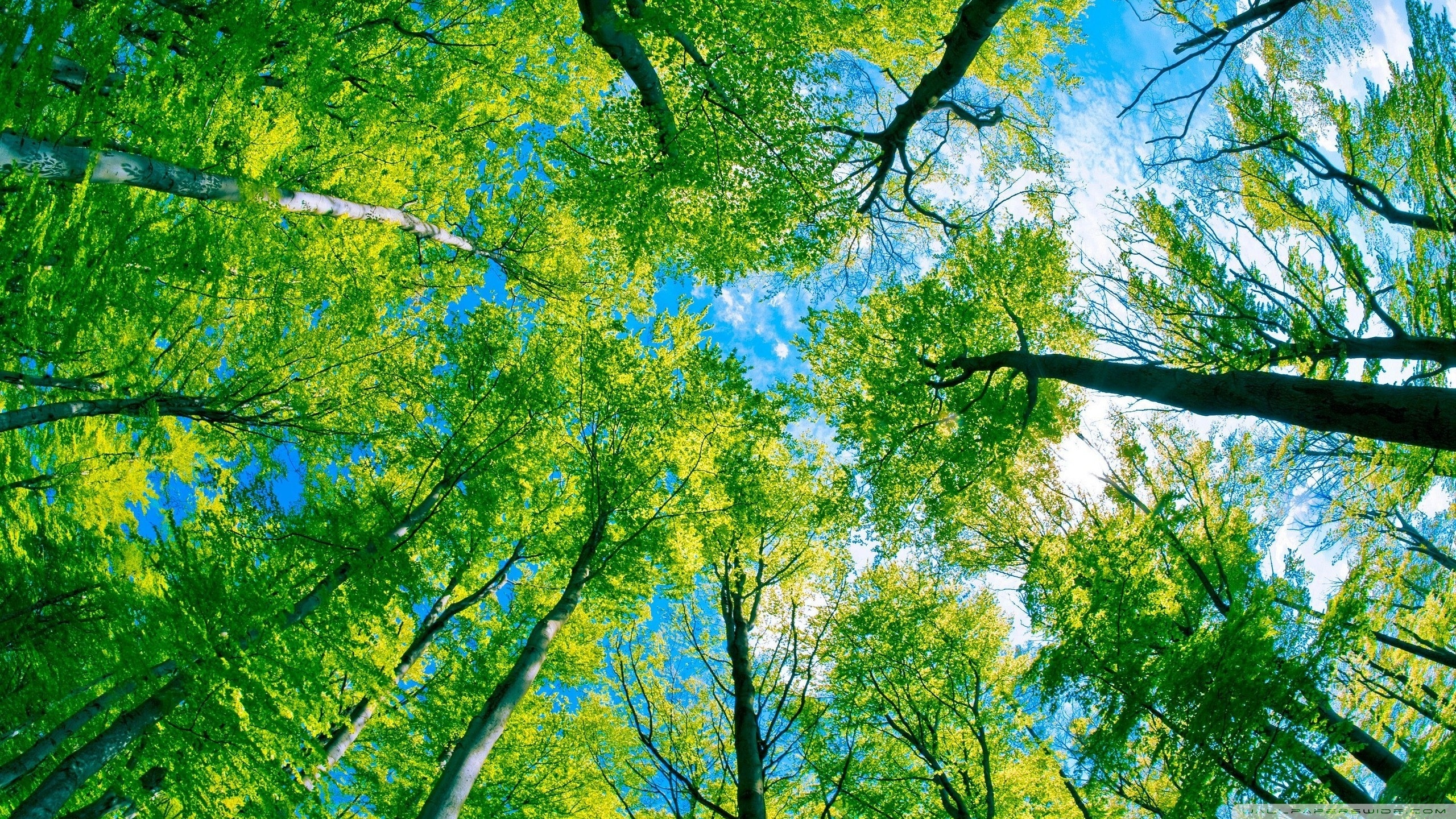 Green Desktop Wallpaper - HD Wallpaper 
