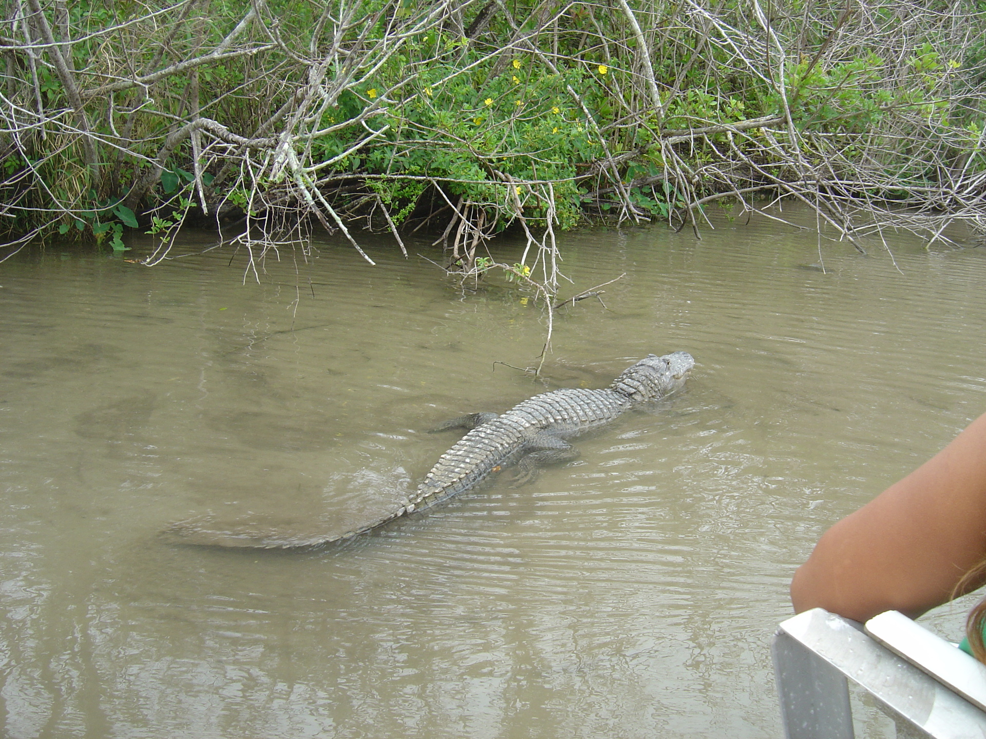 Everglades Gator Farm - Everglades Background - HD Wallpaper 
