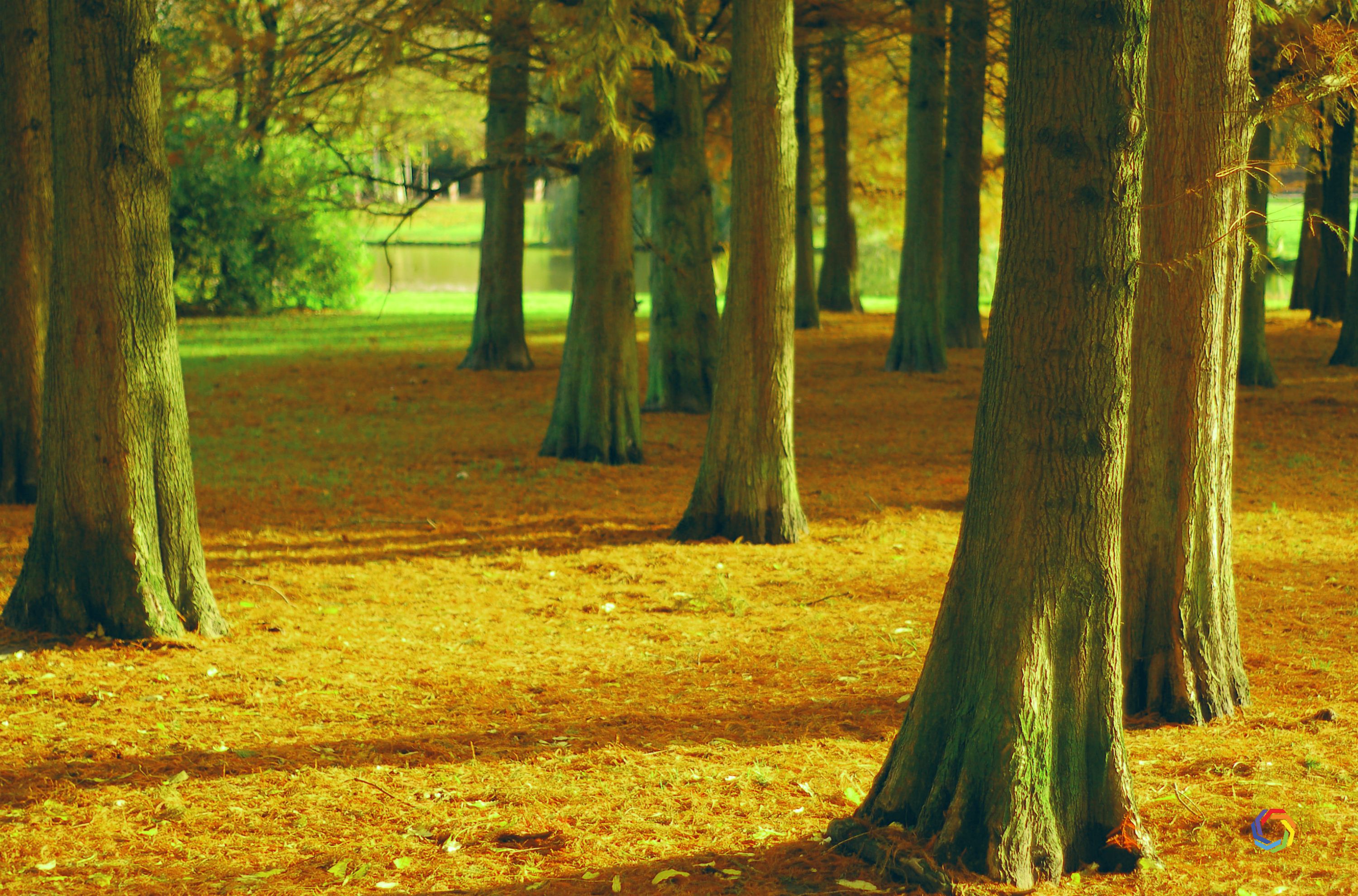 Grove - 3000x1980 Wallpaper - teahub.io