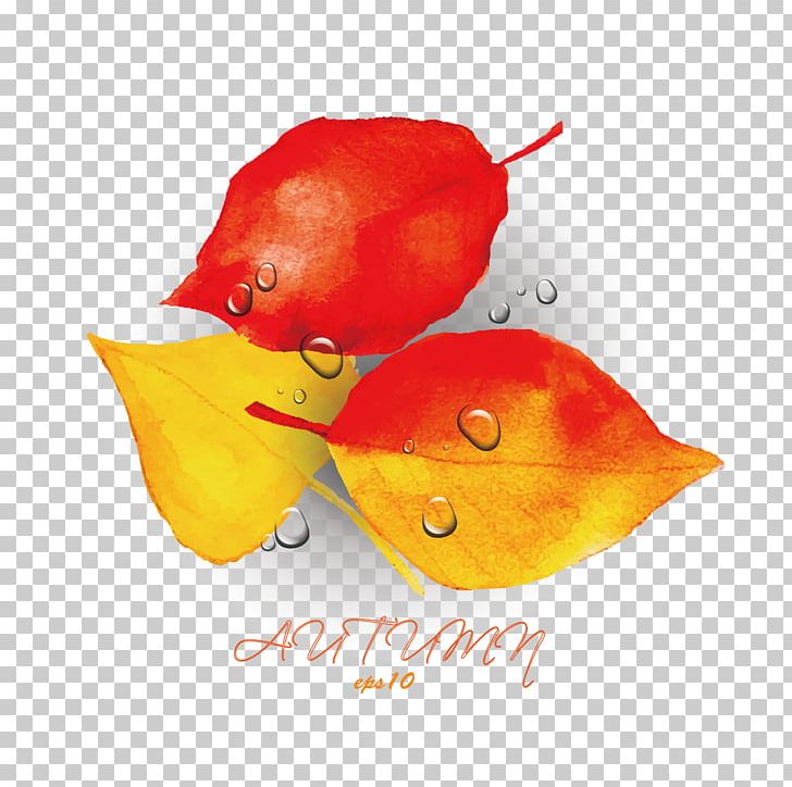Autumn Png, Clipart, Computer, Computer Wallpaper, - Germany Flag Circle Png - HD Wallpaper 