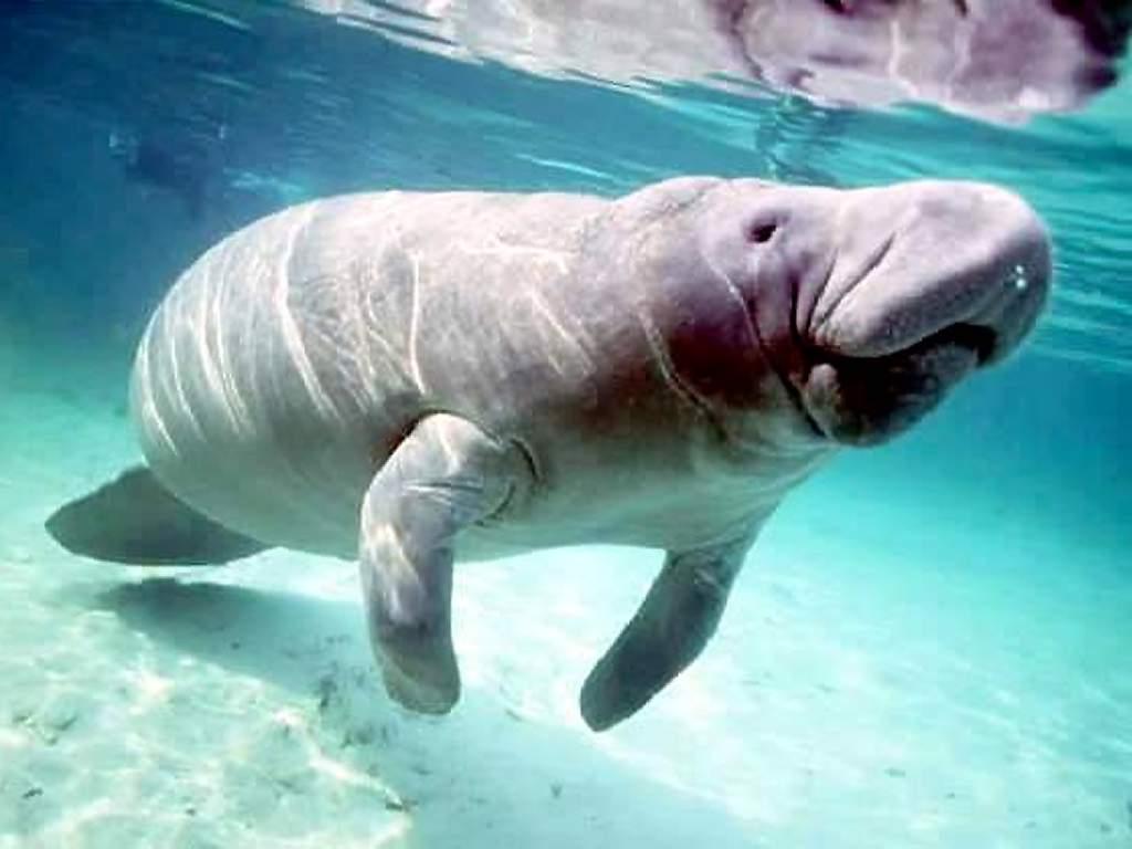 Native Honduras Animals - HD Wallpaper 