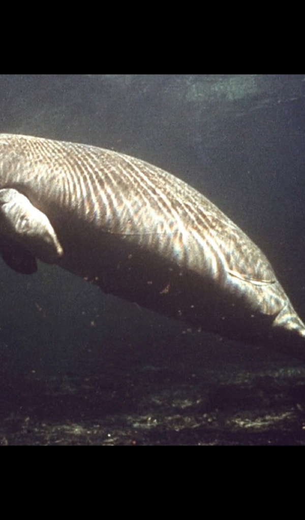 Manatee - HD Wallpaper 