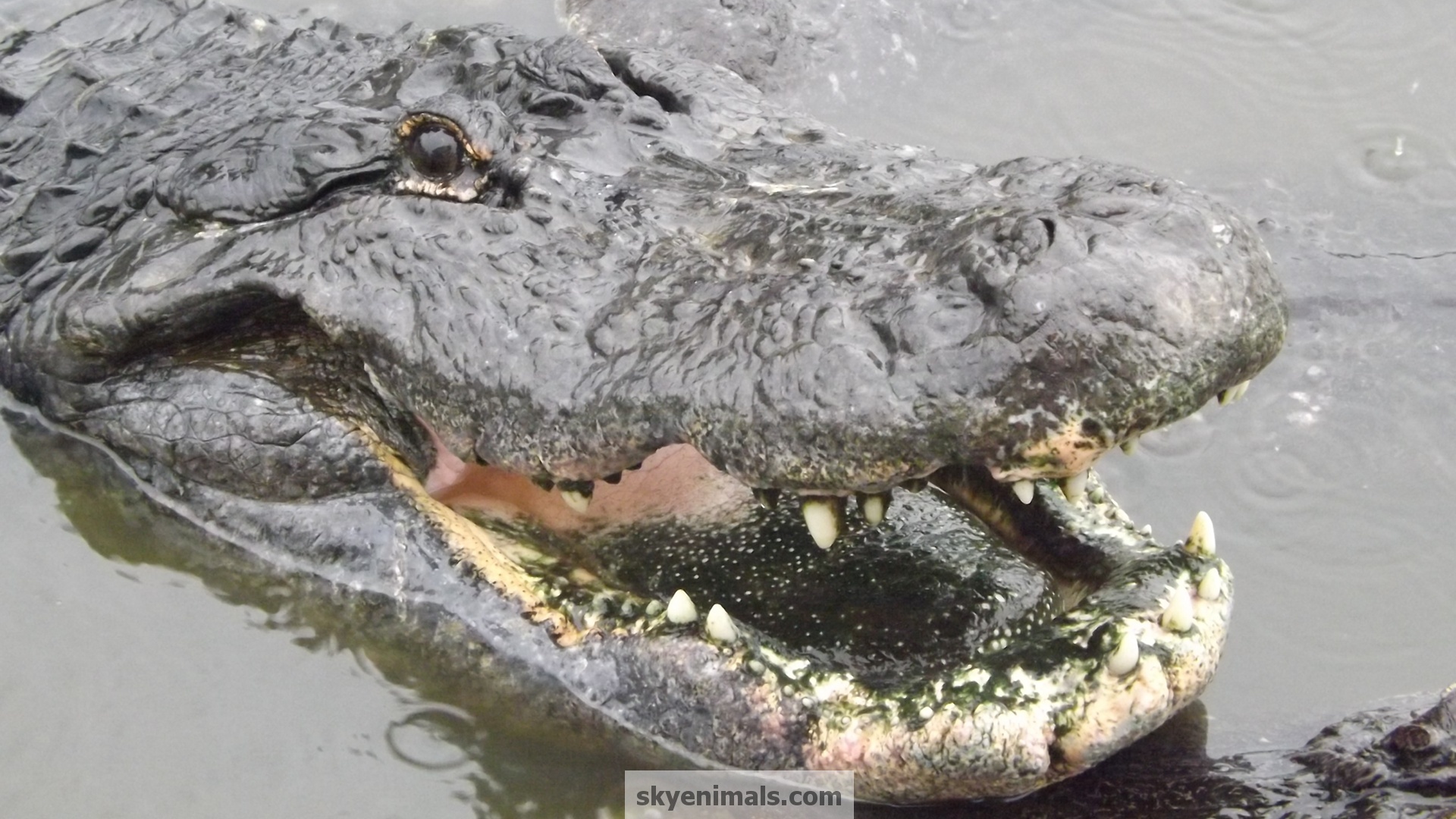 Alligators 1920 By 1080 - HD Wallpaper 