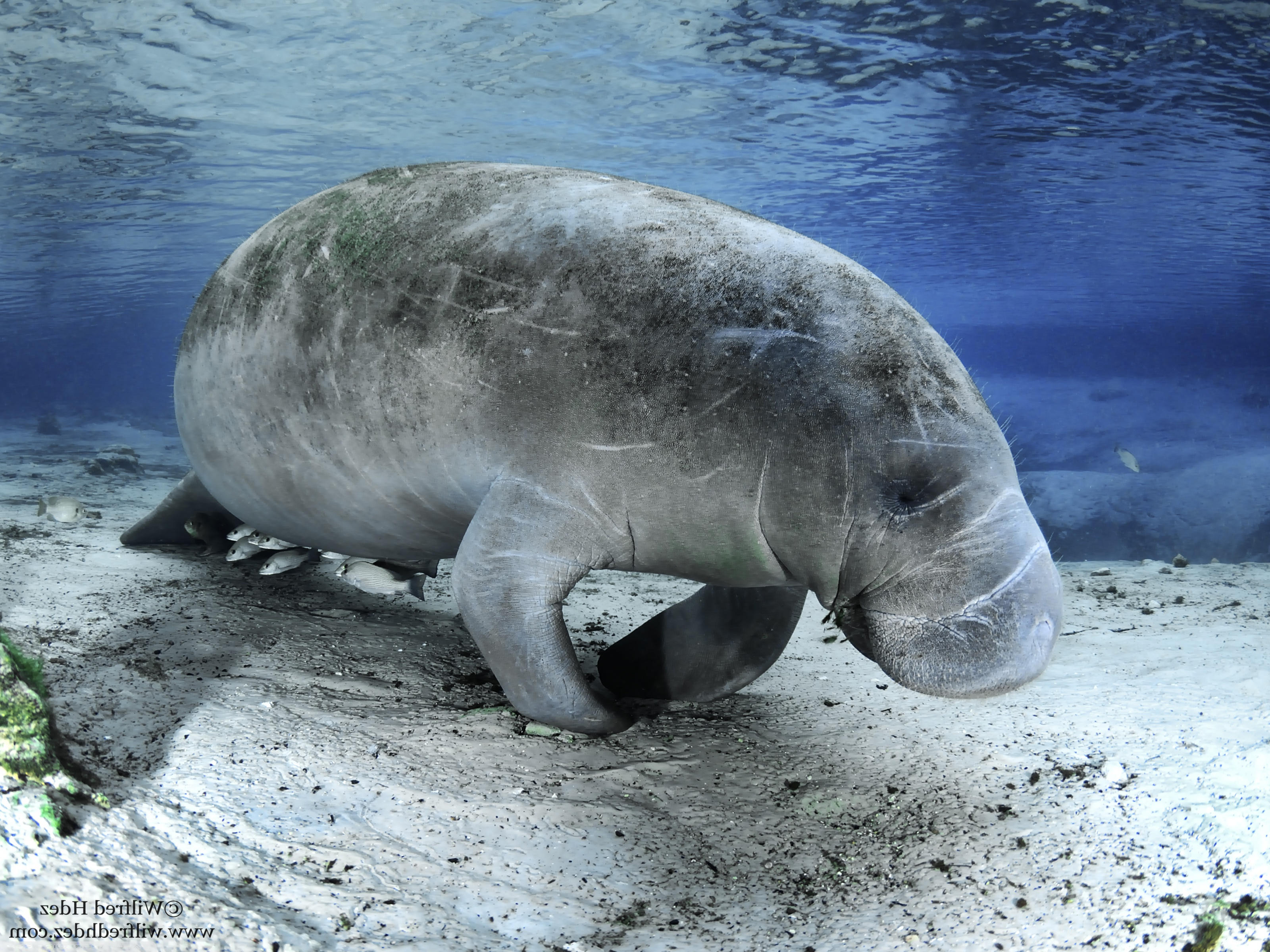 Dugong - HD Wallpaper 