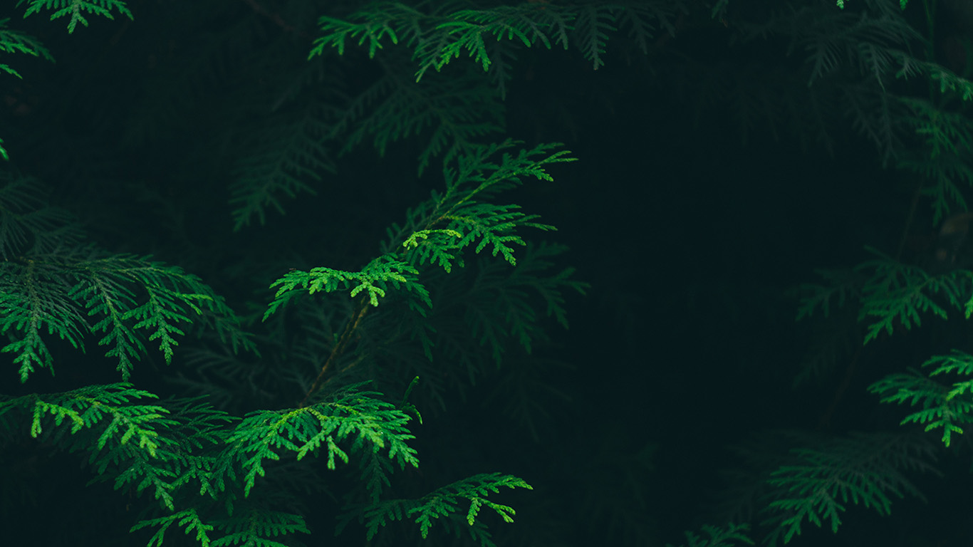 Pine Green Color Palette - HD Wallpaper 