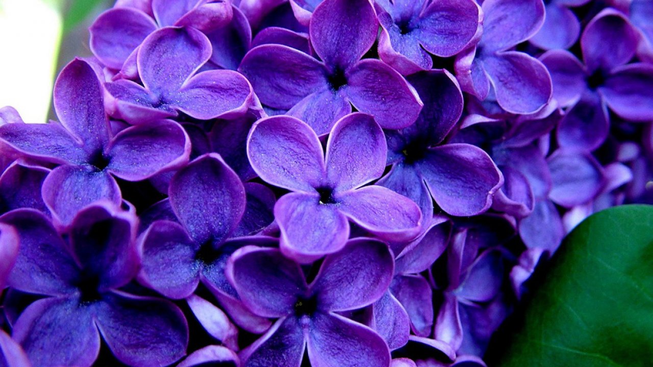 View, Widescreen, Cool Photos, Download Nature Wallpapers, - Lilac - HD Wallpaper 