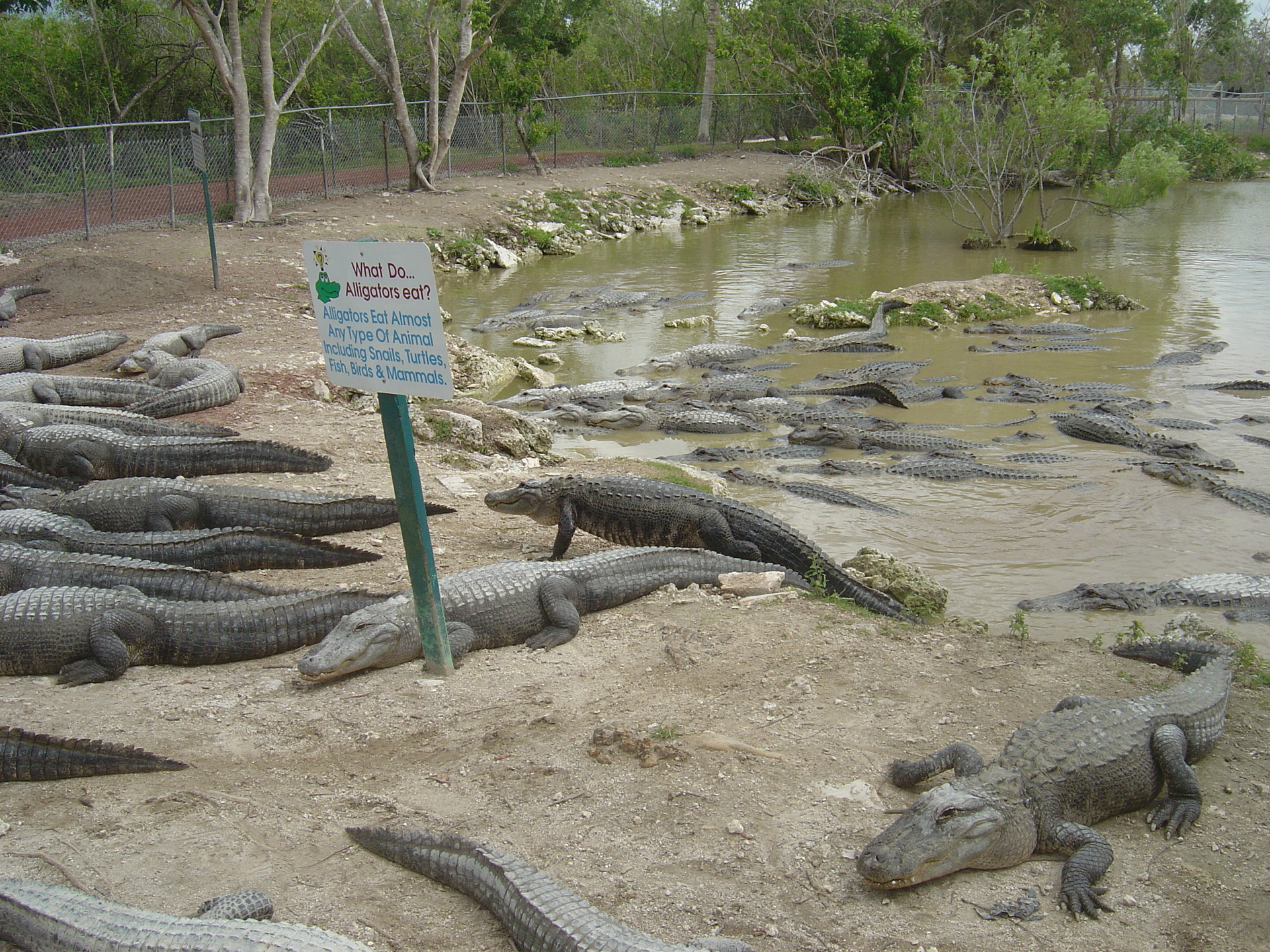 Gator Farm - Florida - Alligator Farm Galveston Tx - HD Wallpaper 