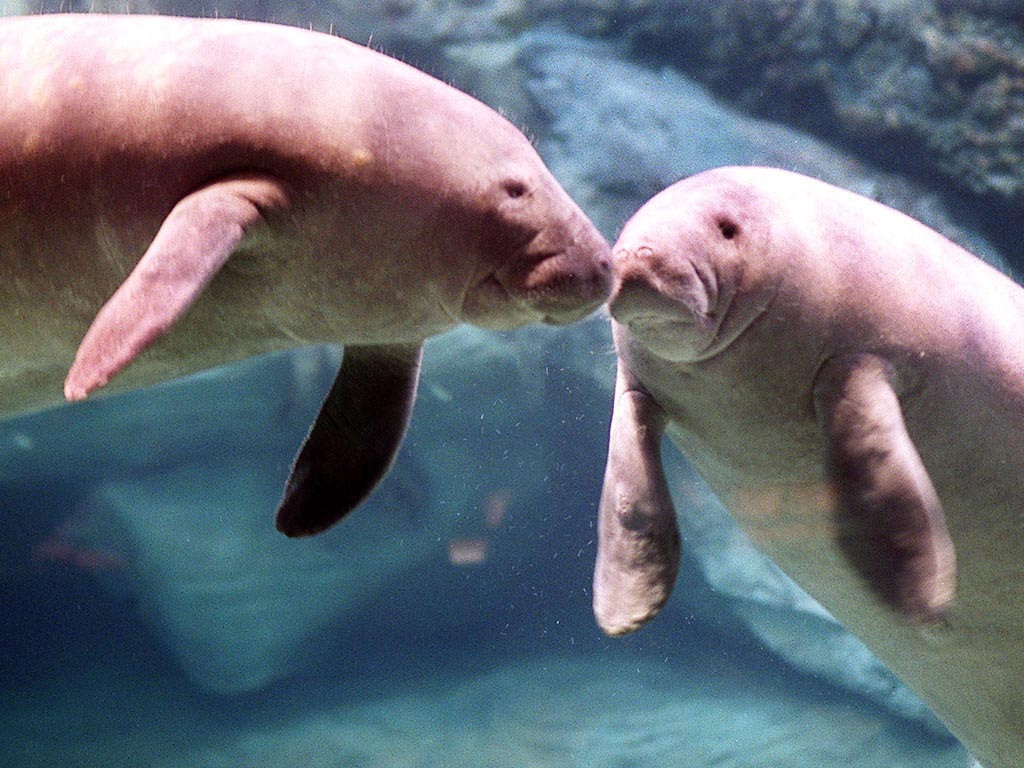 Manatees - HD Wallpaper 