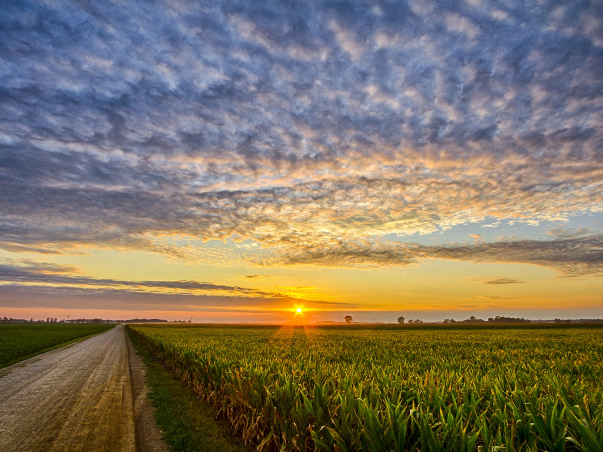 Cornfield In Indiana - HD Wallpaper 