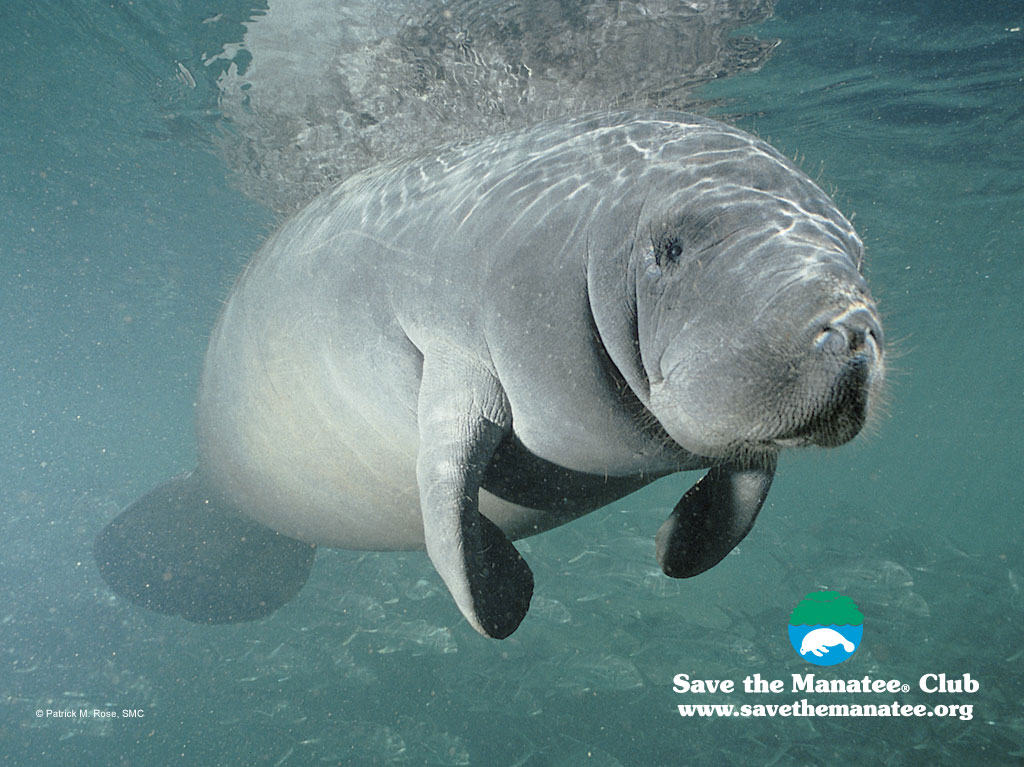 Manatee Wrinkles - HD Wallpaper 
