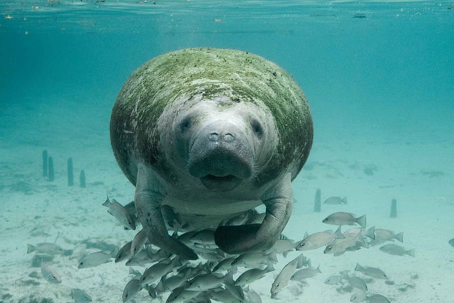 Sealion On Under Water, Manatee, Underwater, Marine, - Biotic Factors Of The Ocean - HD Wallpaper 