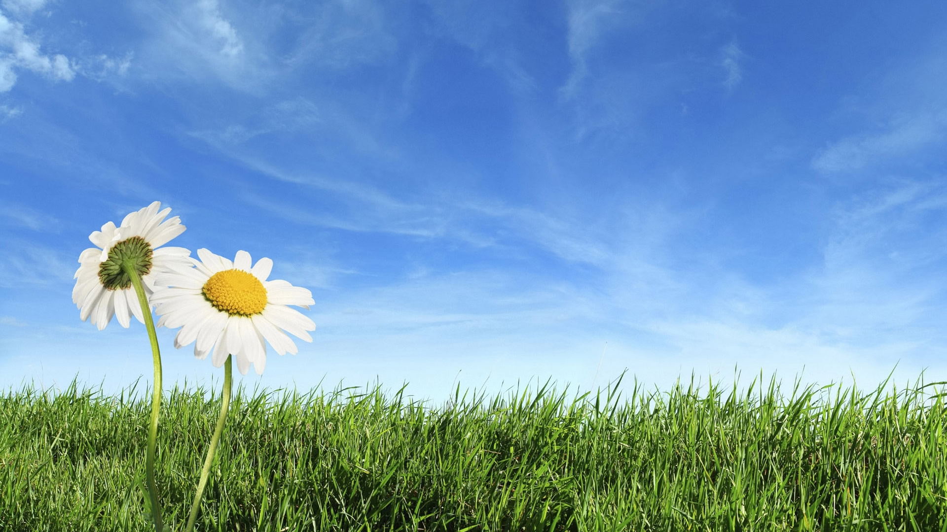 Nature Wallpapers High Resolution Spring Blue Sky And - Spring Background - HD Wallpaper 