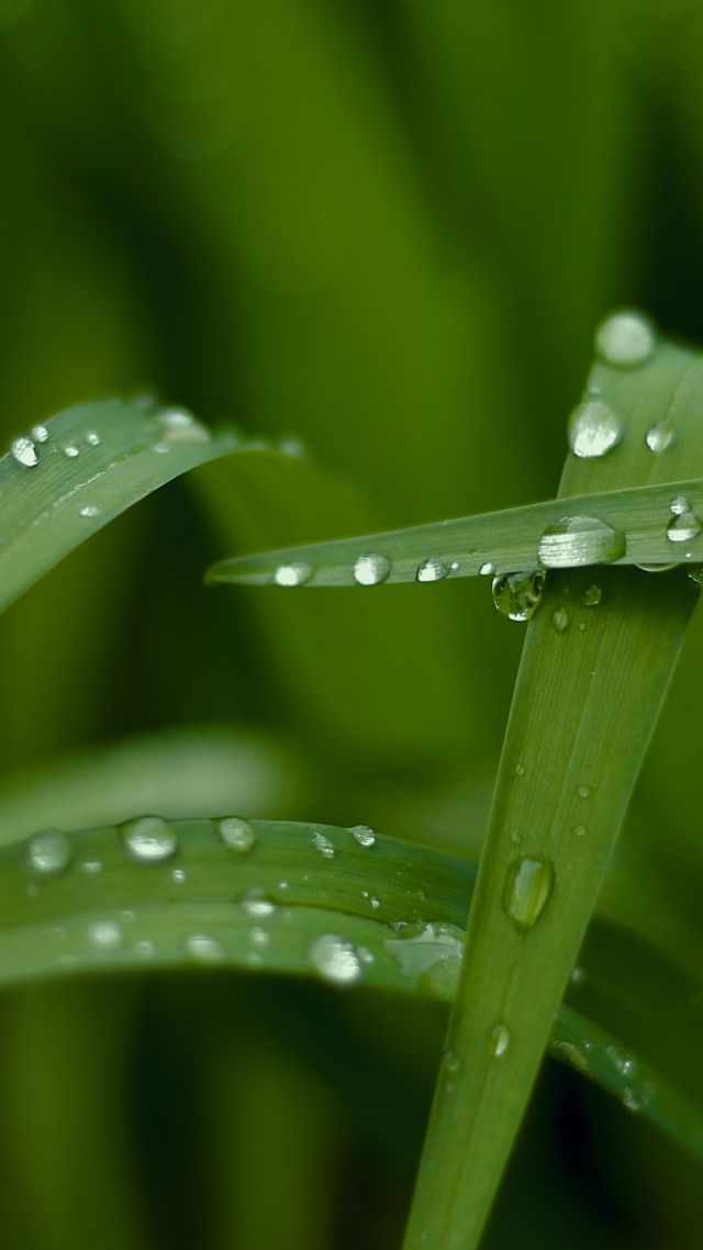 Grass, Hd, 4k Wallpaper, Macro, Drops, Green - Hd Wallpaper Green Nature - HD Wallpaper 