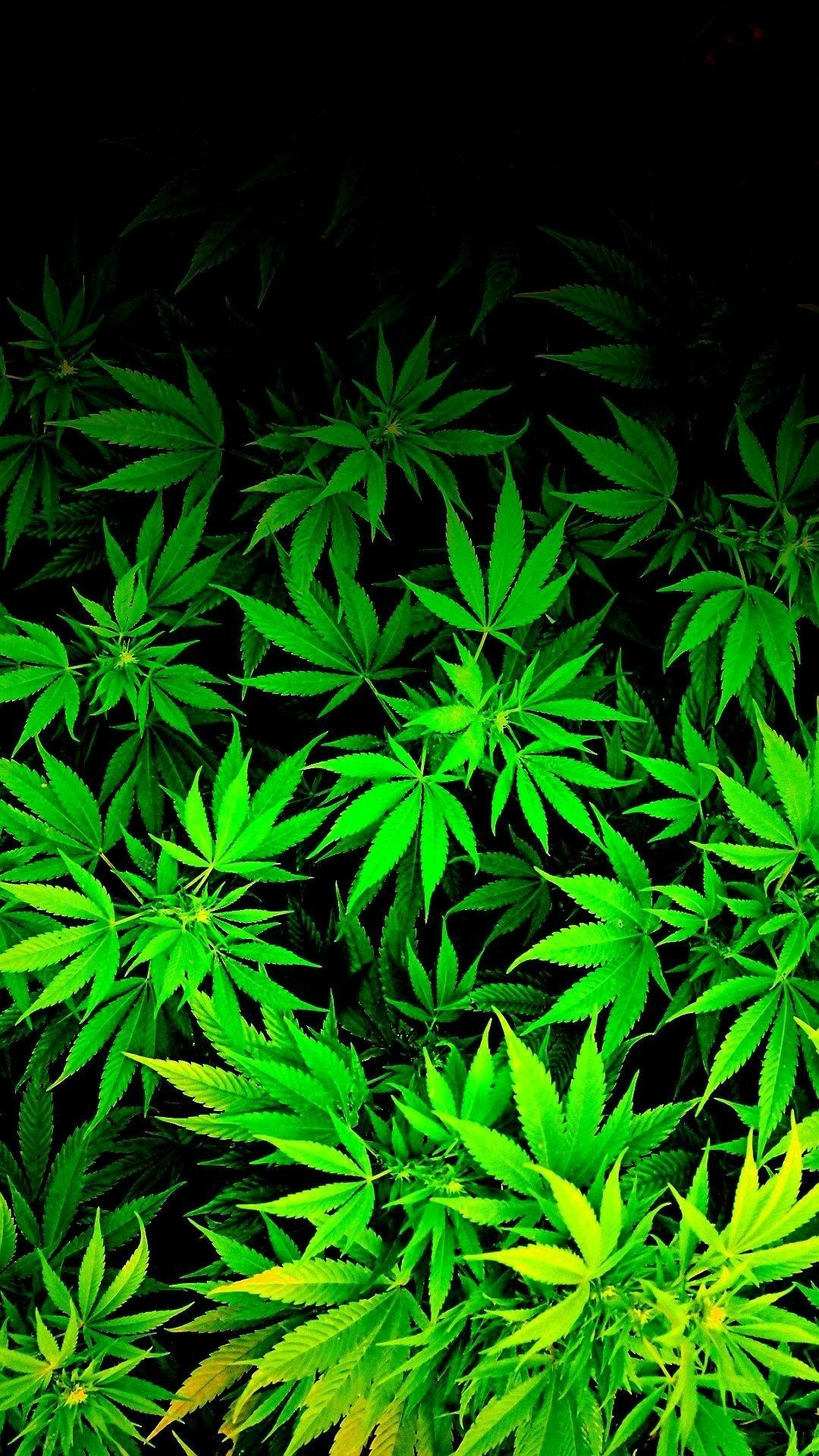 Weed Wallpaper Iphone - HD Wallpaper 