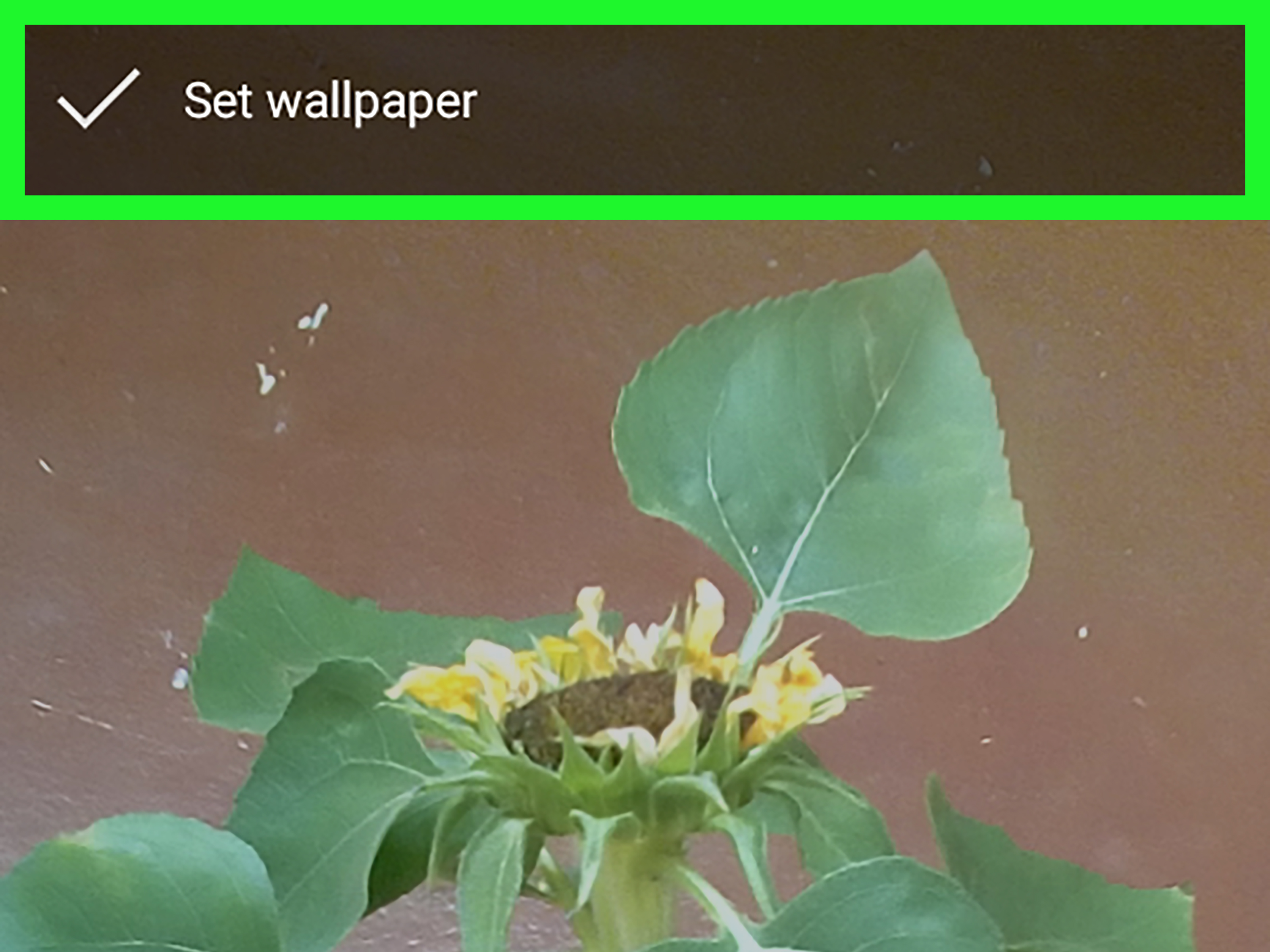 Image Titled Set A Wallpaper On Google Photos On Android - Milkweed - HD Wallpaper 