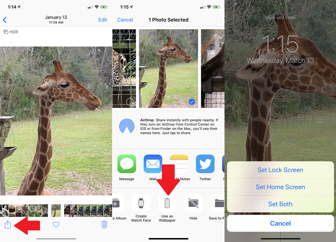 Giraffe - HD Wallpaper 