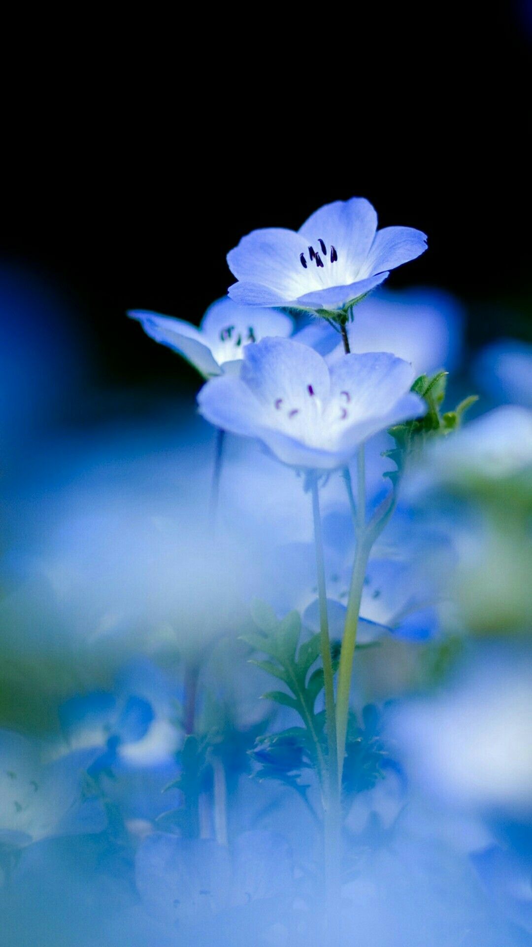 Blue Flower Wallpaper Iphone - HD Wallpaper 