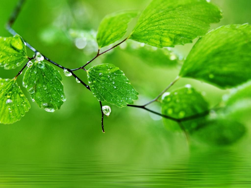 Green Wallpaper Hd Download - HD Wallpaper 