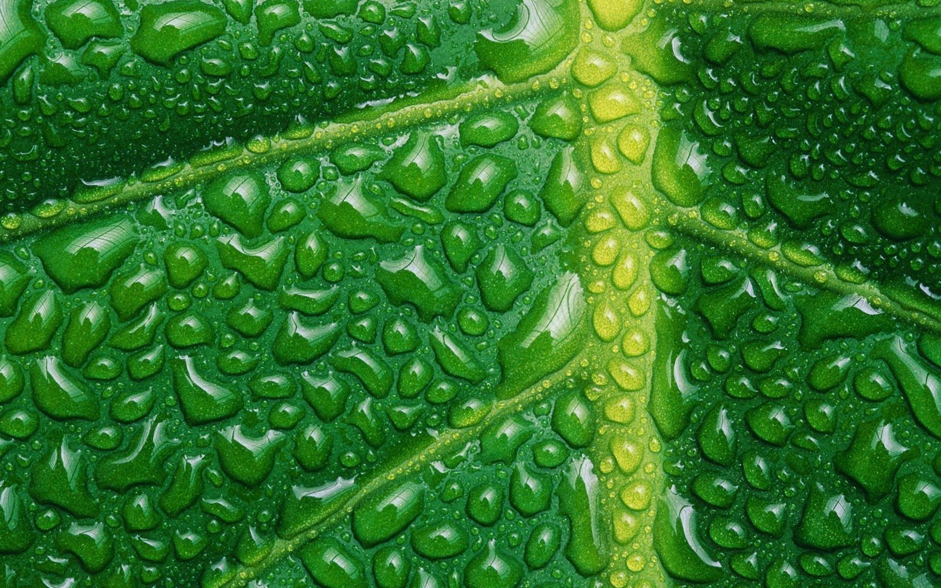Close Up Of Plants - HD Wallpaper 