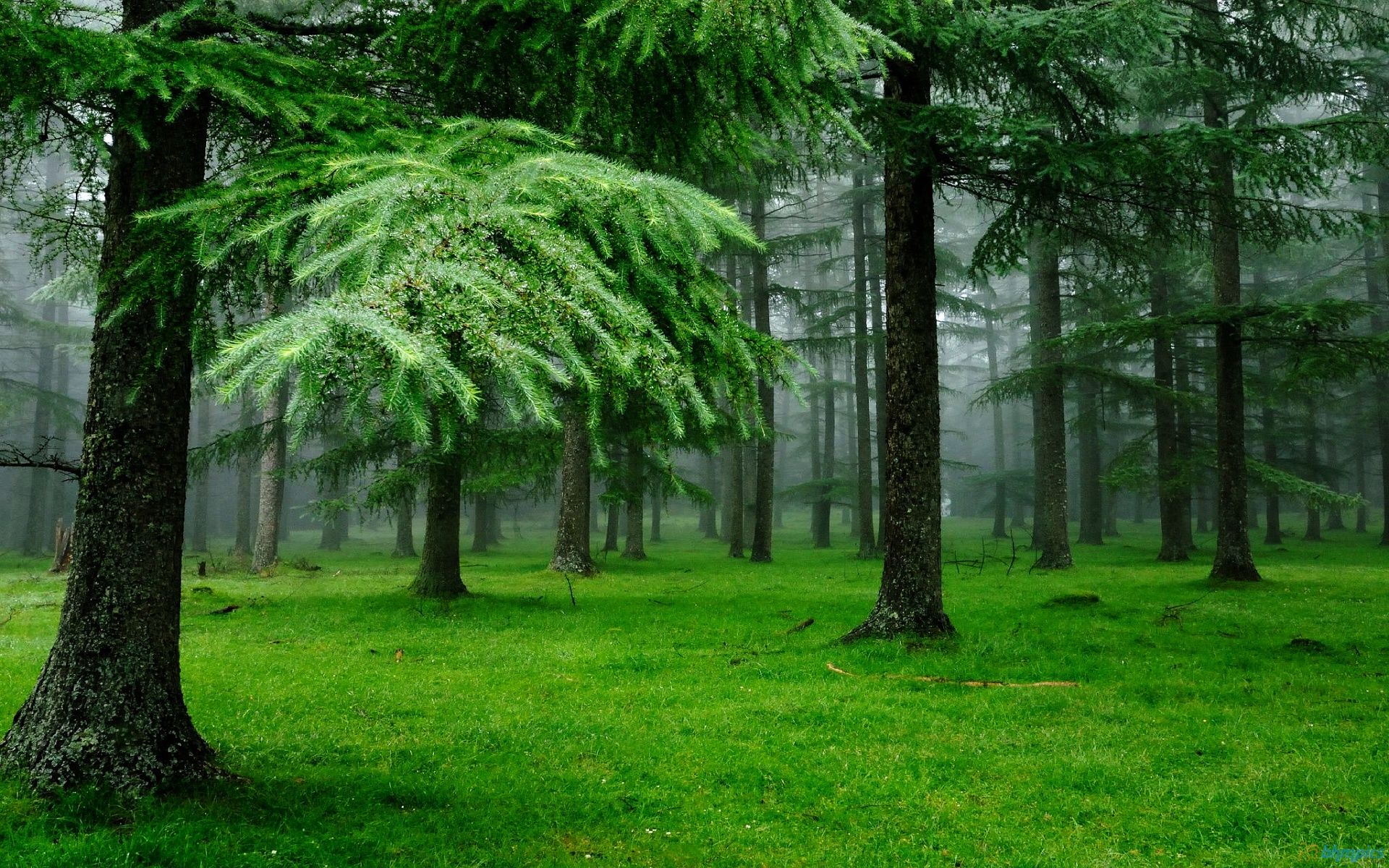 Featured image of post View 21 New Nature Picsart Tree Background Hd
