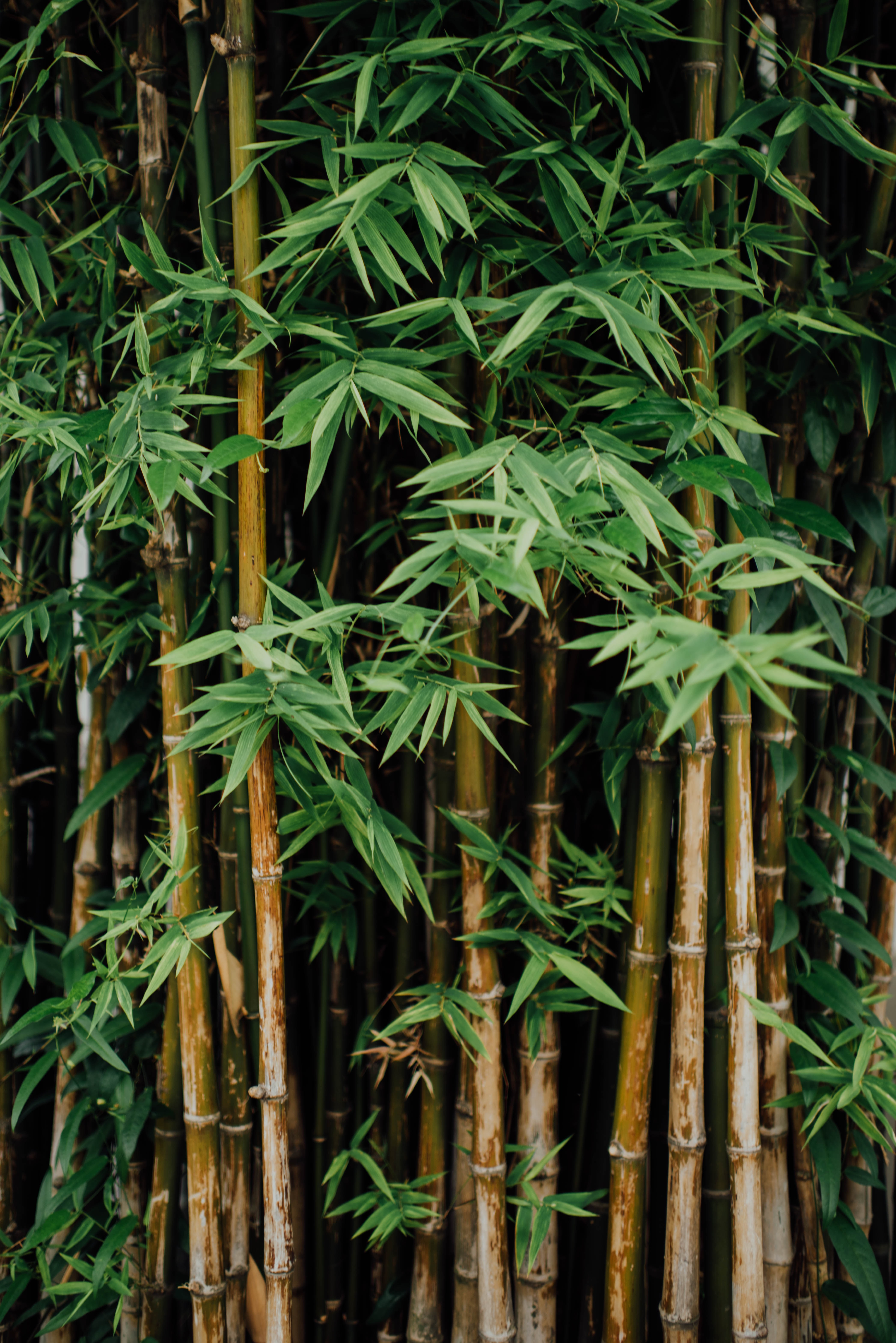 Bamboo Tree - HD Wallpaper 