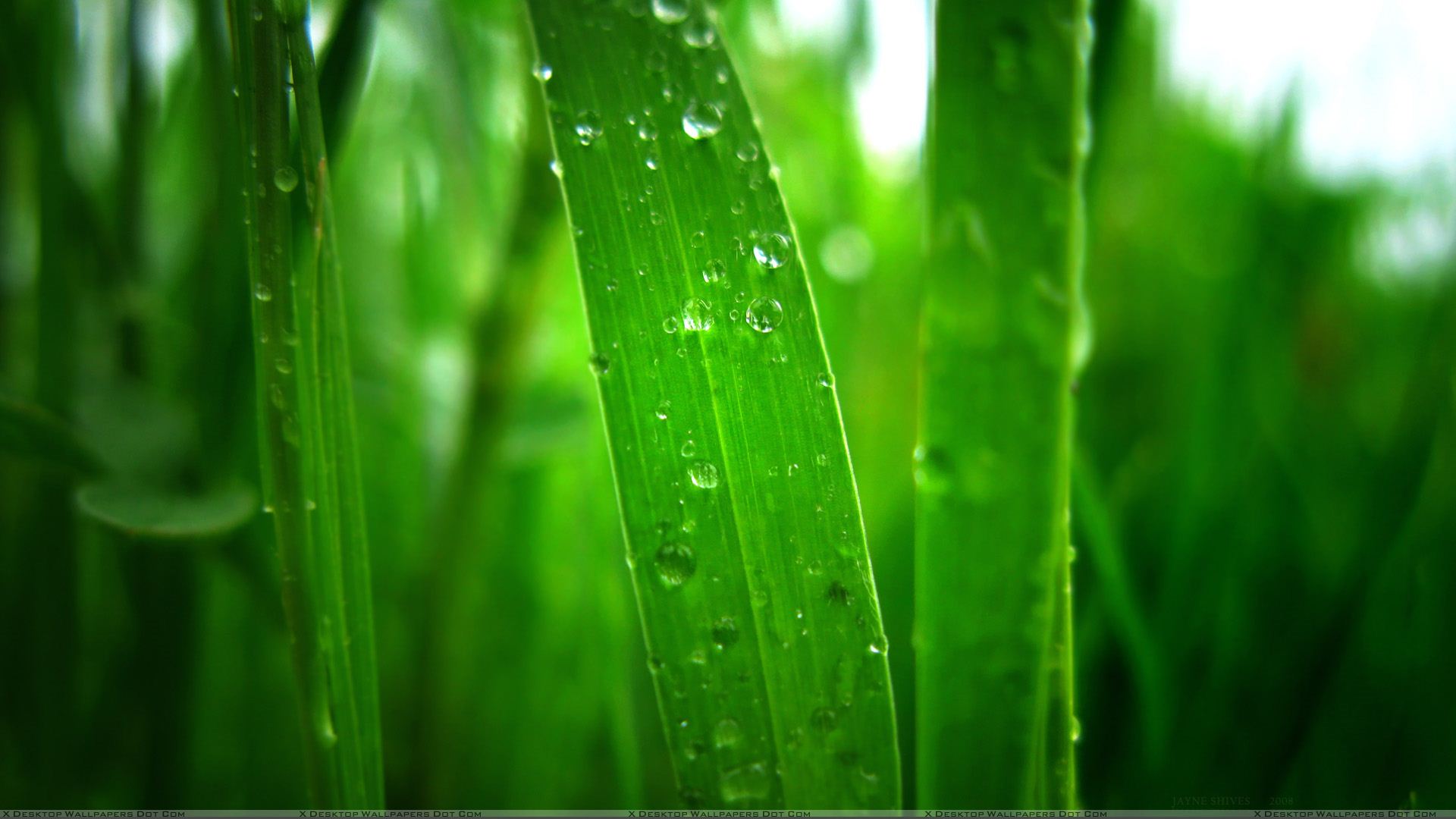 Grass Is Greener Where You Water - HD Wallpaper 