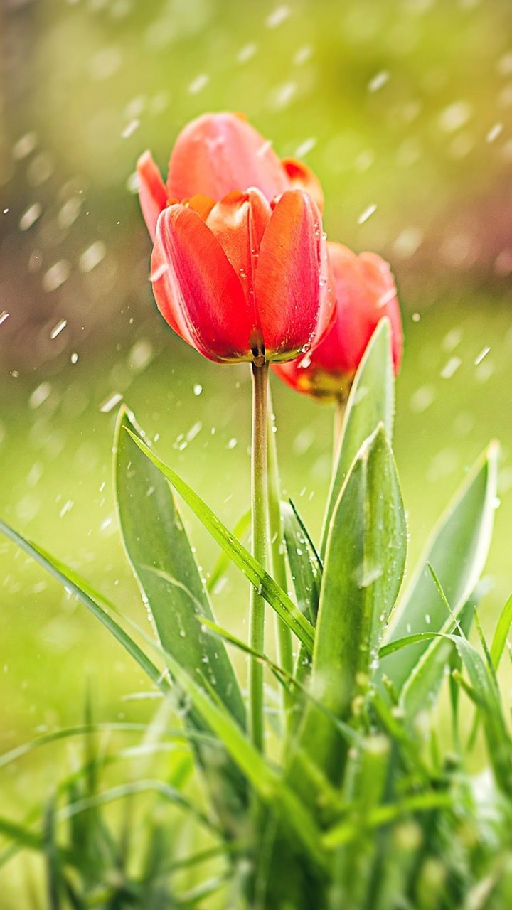Tulip Rain Hd Wallpaper - Sweet Good Morning Love You - HD Wallpaper 