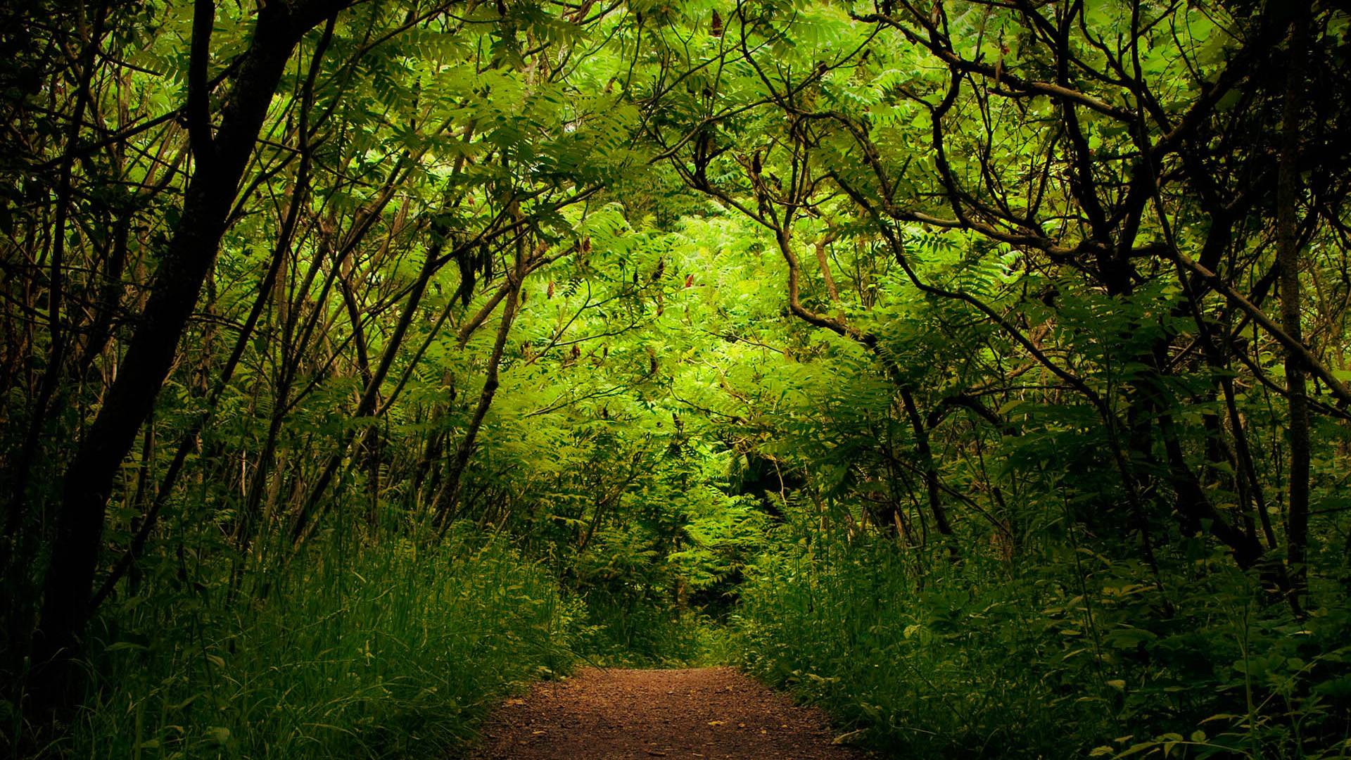 Hd Wallpapers 1080p Free - HD Wallpaper 