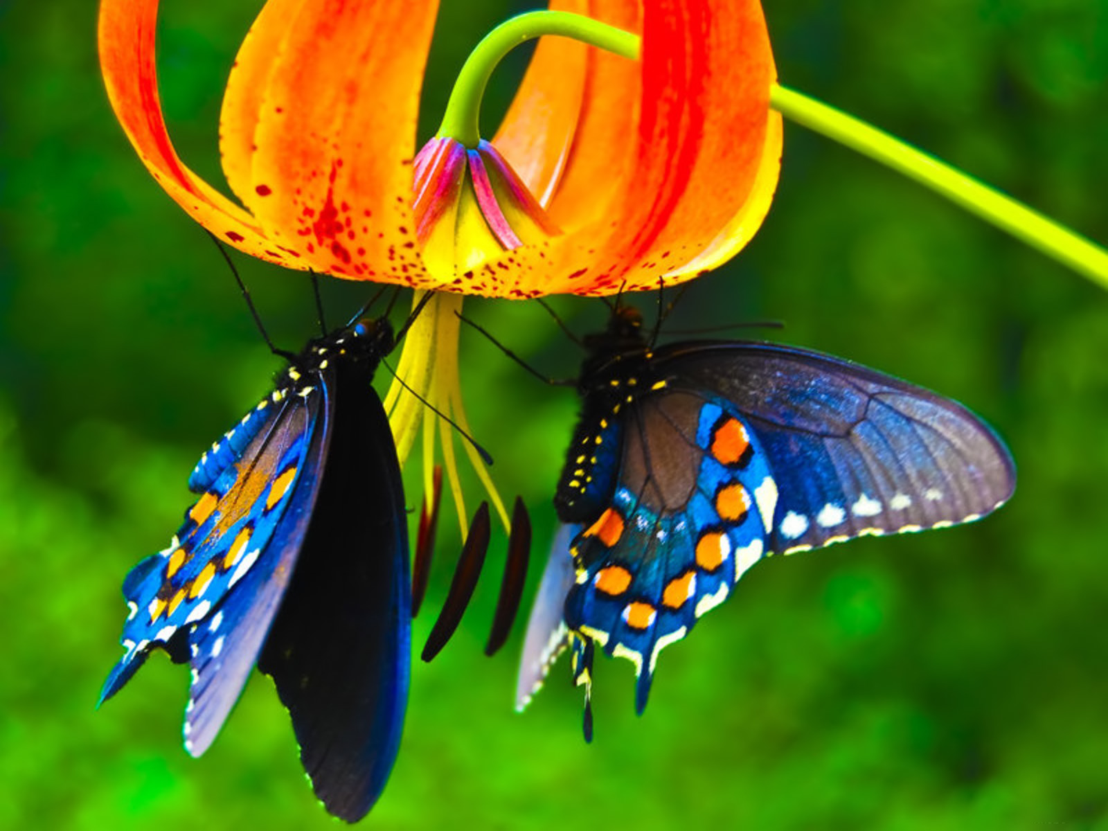 Full Hd Hd Butterfly - HD Wallpaper 
