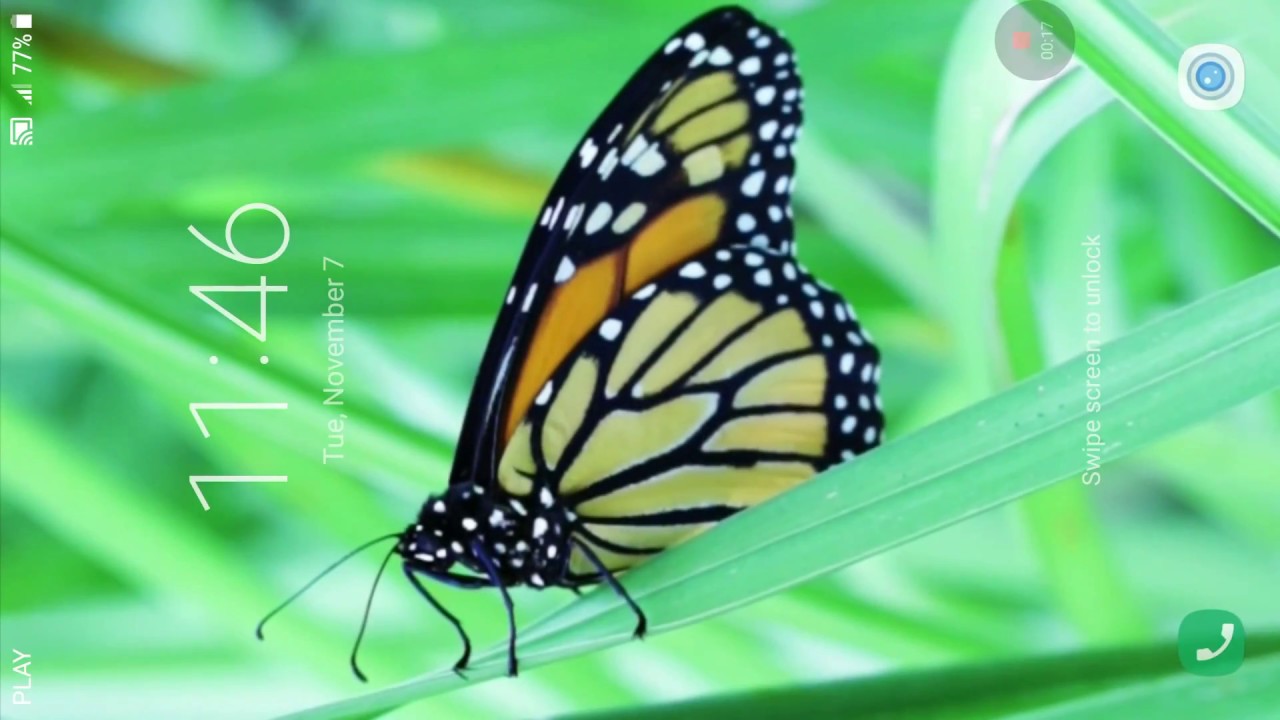 Monarch Butterfly - HD Wallpaper 