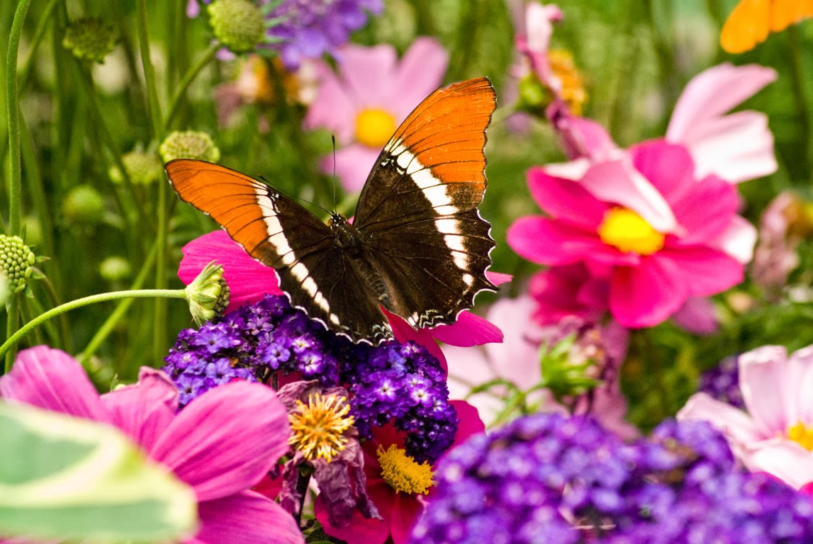 Butterfly Live Wallpaper - Wallpaper - HD Wallpaper 