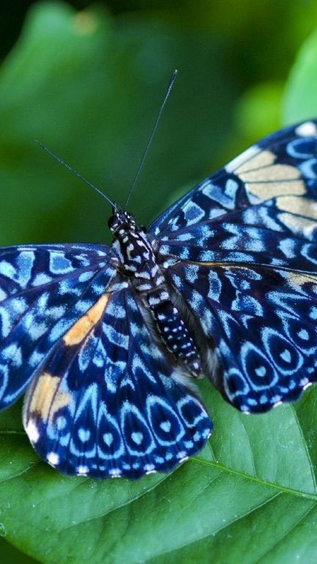 This Image Is Provided Only For Personal Use - Borboleta Mais Linda Do Mundo - HD Wallpaper 