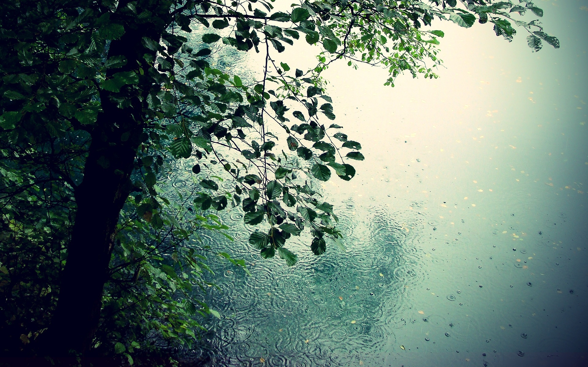 Rain Live Wallpaper Android Apps On Google Play - Rainy Nature - HD Wallpaper 