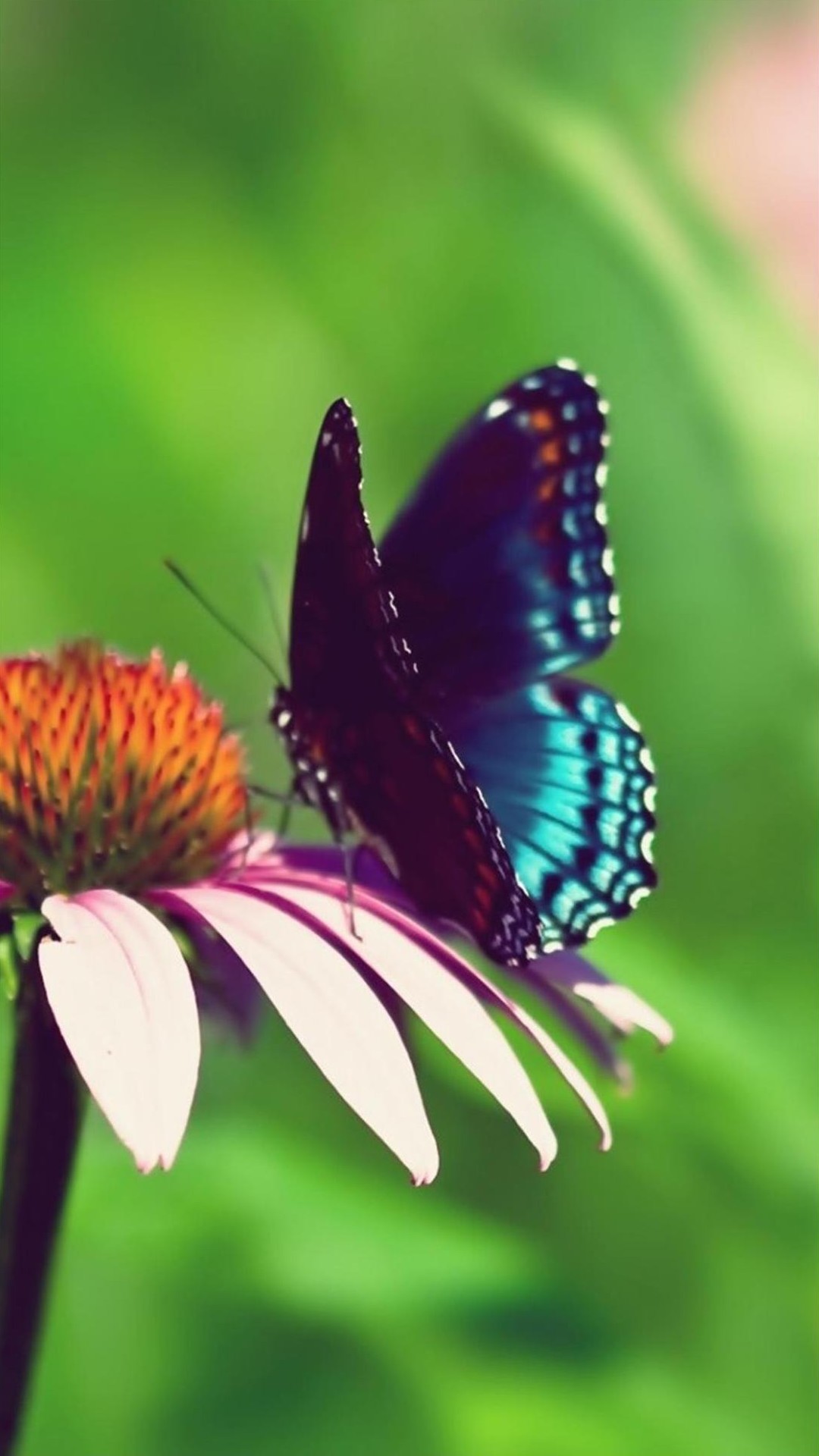 Butterfly Backgrounds For Android - Summer Flowers With Butterflies - HD Wallpaper 