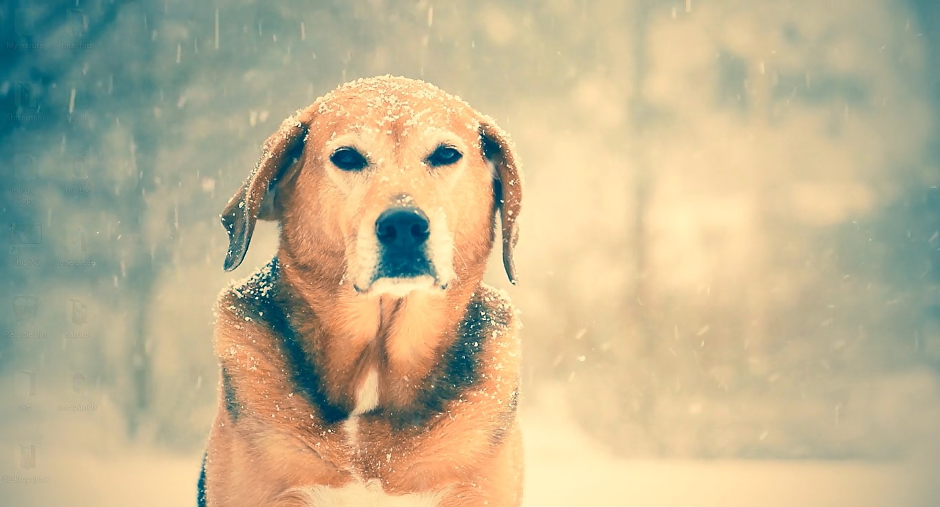 Dog In Rain Live Wallpaper Engine - Labrador Retriever - HD Wallpaper 