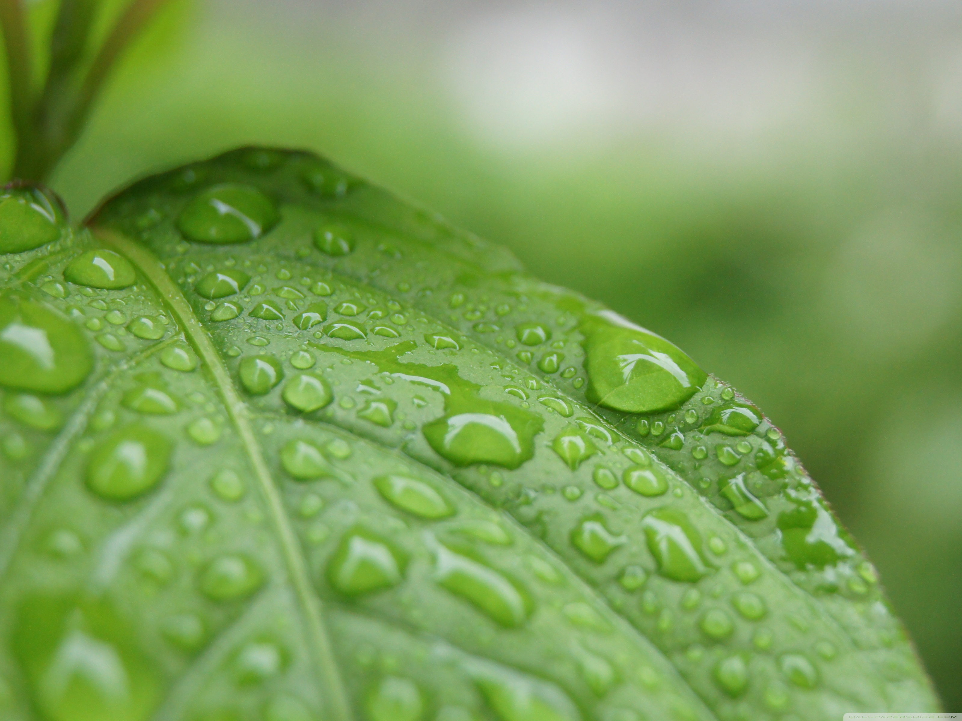 Beautiful Rain Walpaper - 3200x2400 Wallpaper Beautiful Rain Walpaper - 3200x2400 Wallpaper