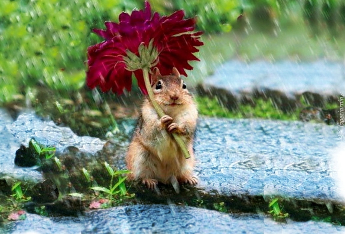 Funny Chipmunk Red Flower Rain - Squirrel In The Rain - HD Wallpaper 