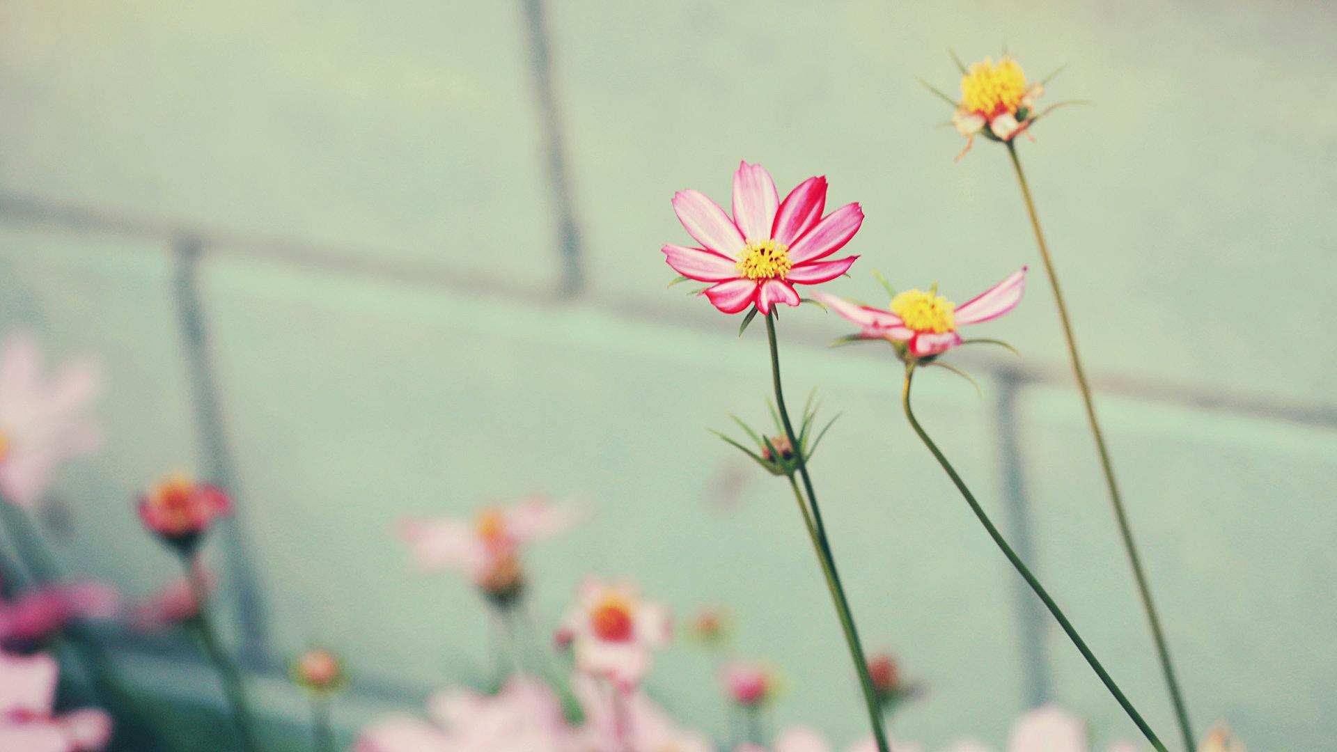 Hd Free Flower Wallpaper Tumblr - Pink And Yellow Twitter Header - HD Wallpaper 