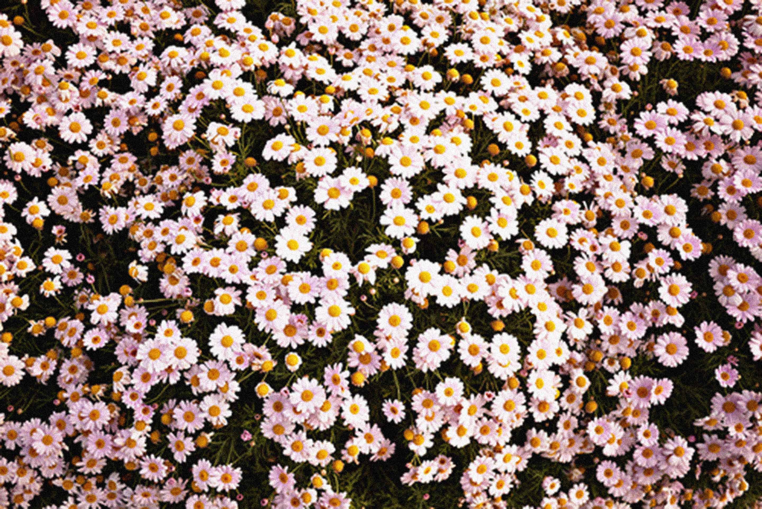 Flower Wallpapers Tumblr Hd 57 Stocks At Flower Tumblr - Background Flowers - HD Wallpaper 