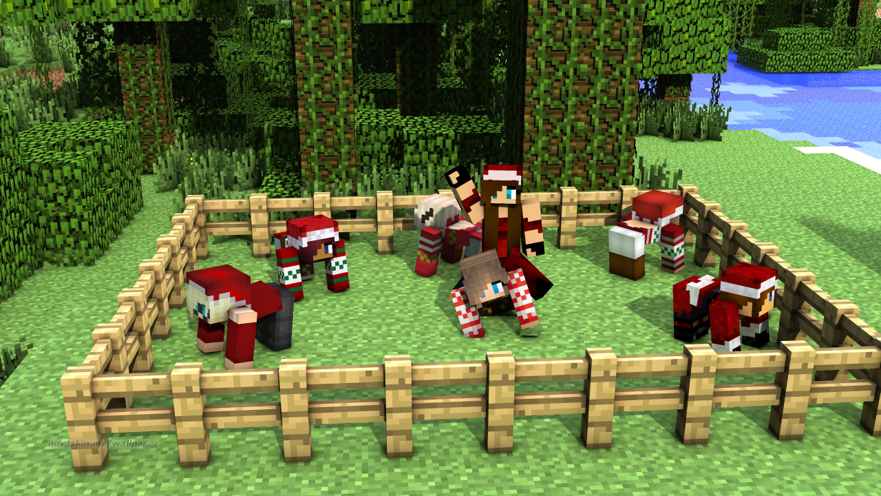 Conifer - HD Wallpaper 