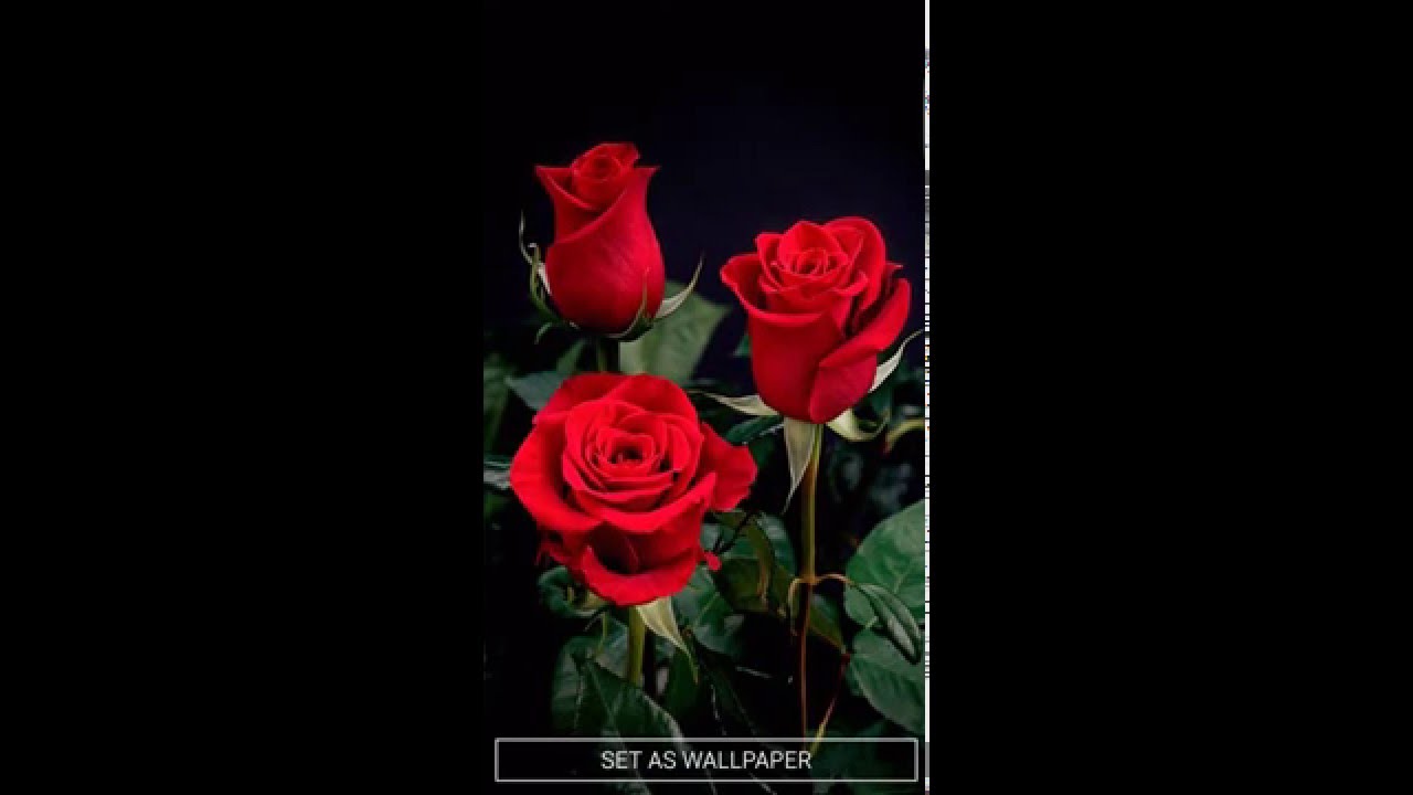 Rose Live Wallpaper - HD Wallpaper 
