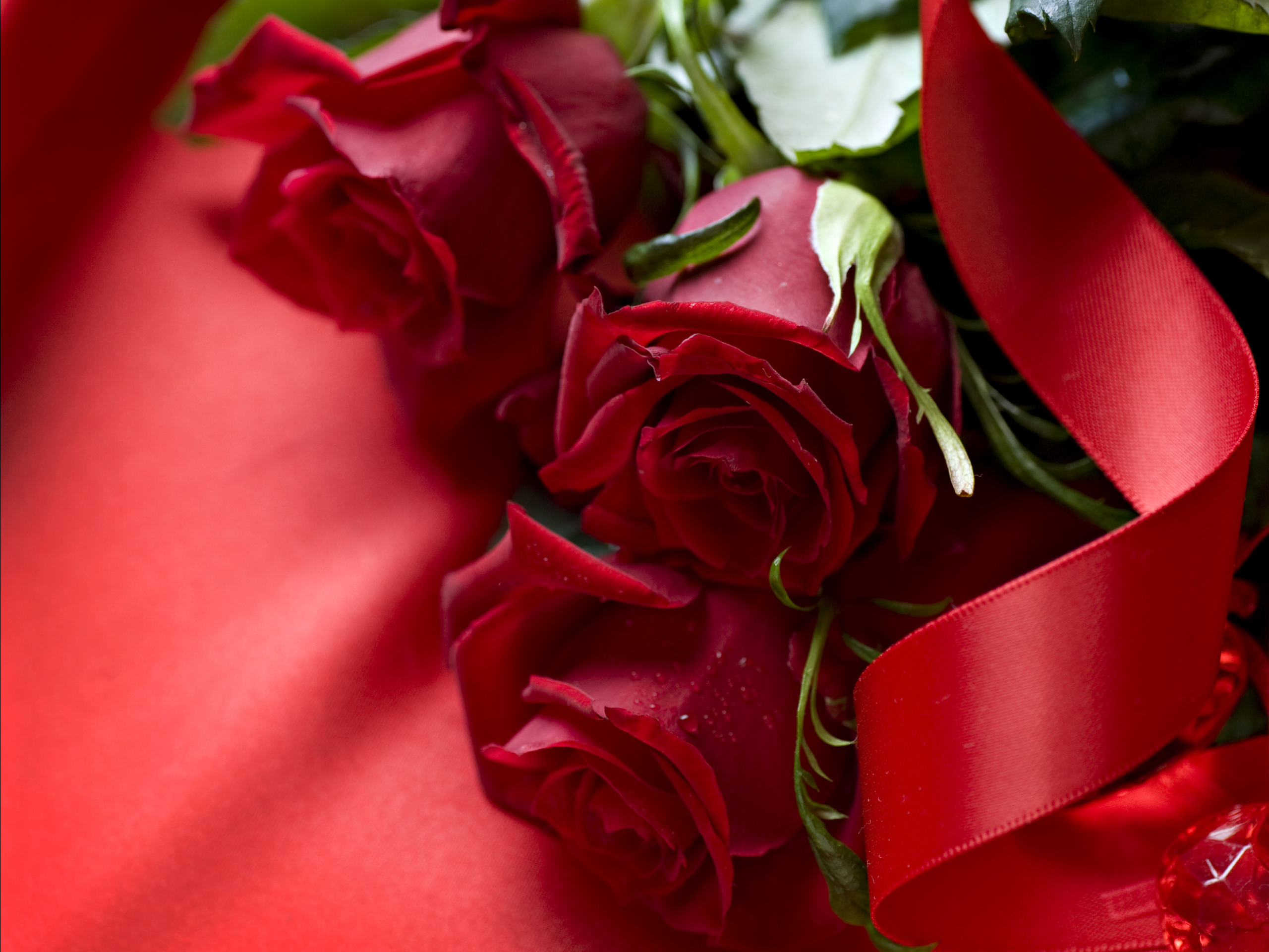 Beautiful Red Rose Flower - HD Wallpaper 