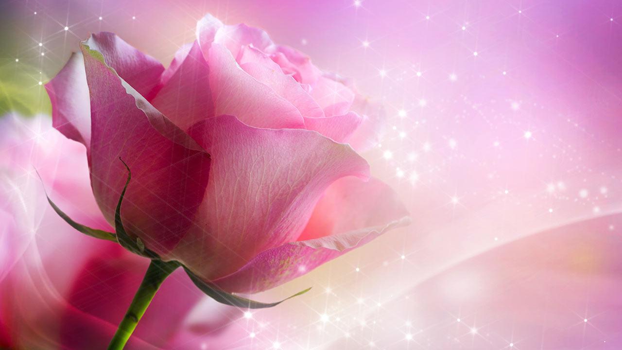 Rose Live Wallpaper Apk - Imagenes De Rosas Rosadas - HD Wallpaper 